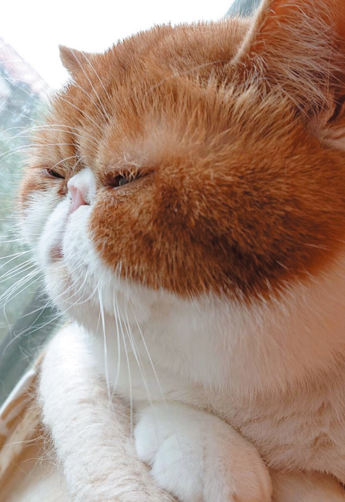 がるちゃん猫カフェ119号店開店しました♪(初めての方も大歓迎♪)