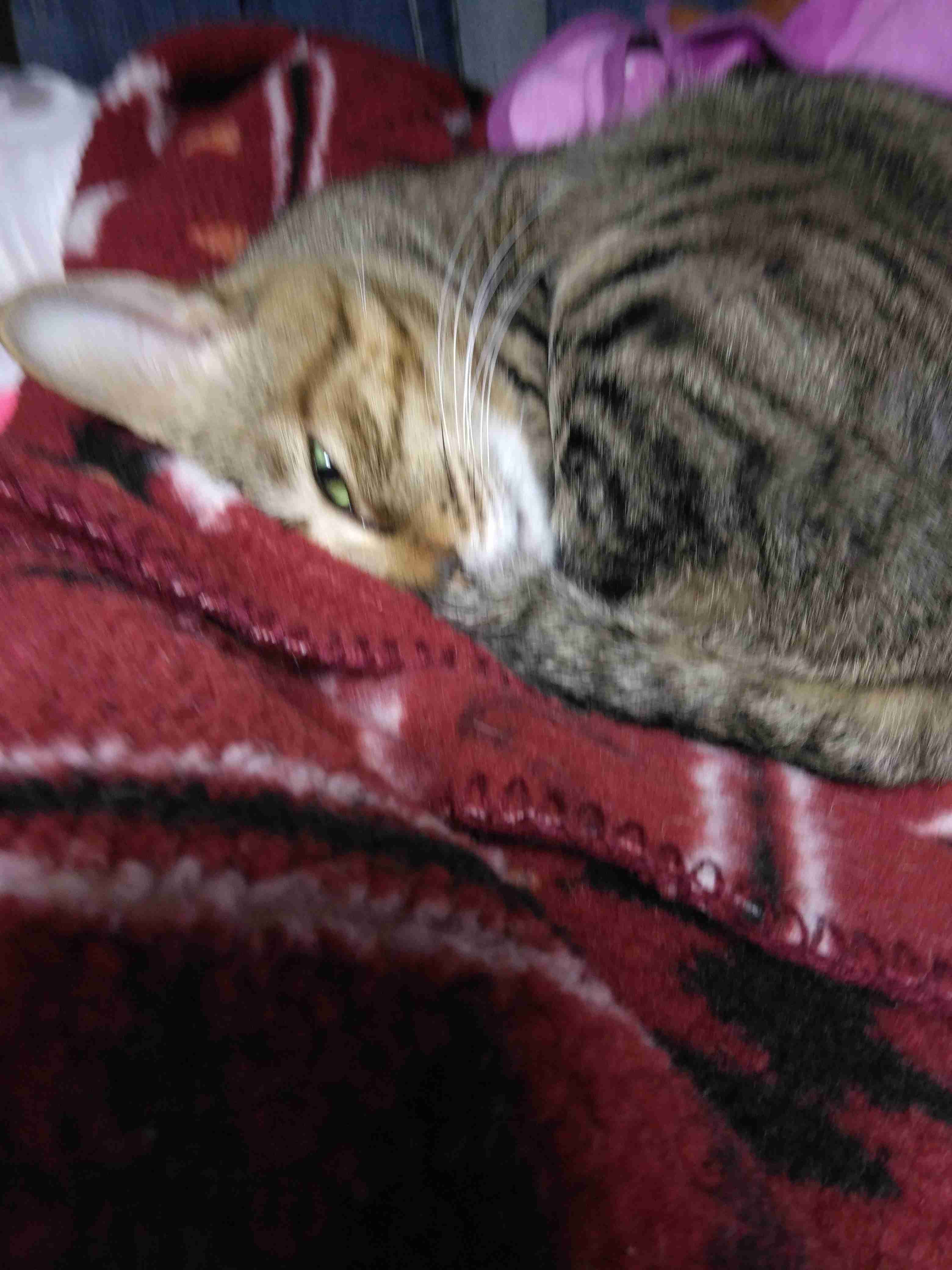 がるちゃん猫カフェ119号店開店しました♪(初めての方も大歓迎♪)