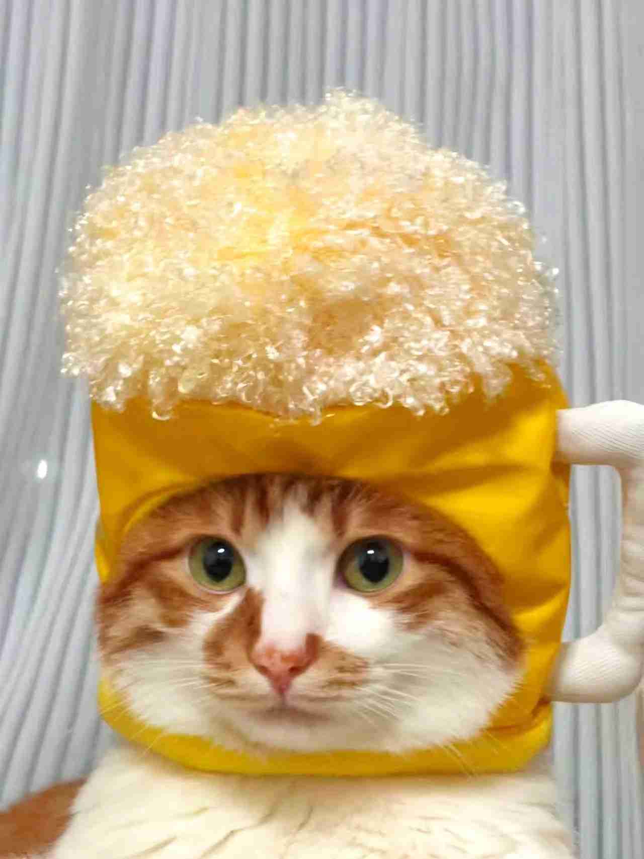 がるちゃん猫カフェ119号店開店しました♪(初めての方も大歓迎♪)
