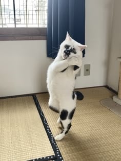がるちゃん猫カフェ119号店開店しました♪(初めての方も大歓迎♪)