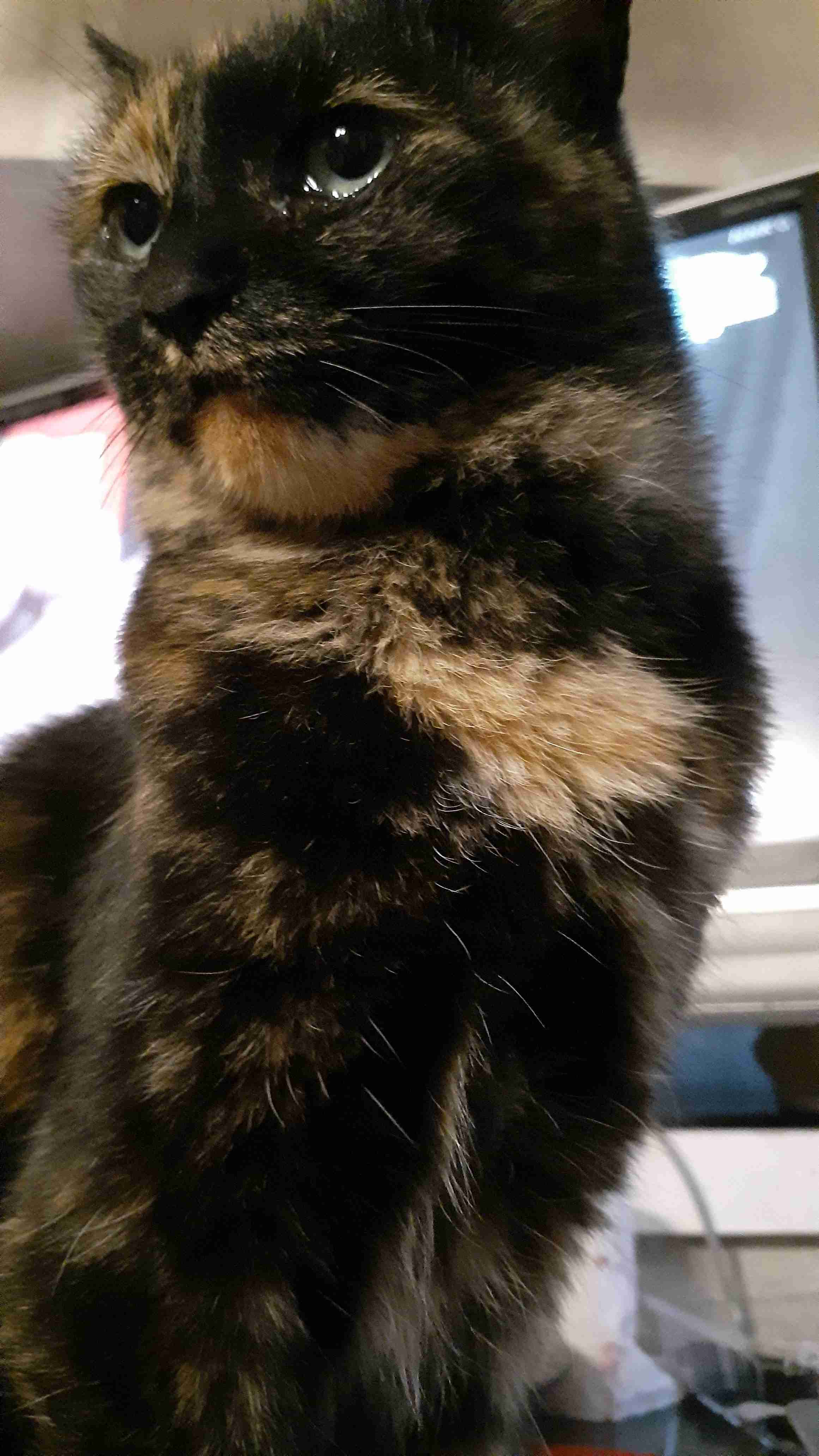 がるちゃん猫カフェ119号店開店しました♪(初めての方も大歓迎♪)