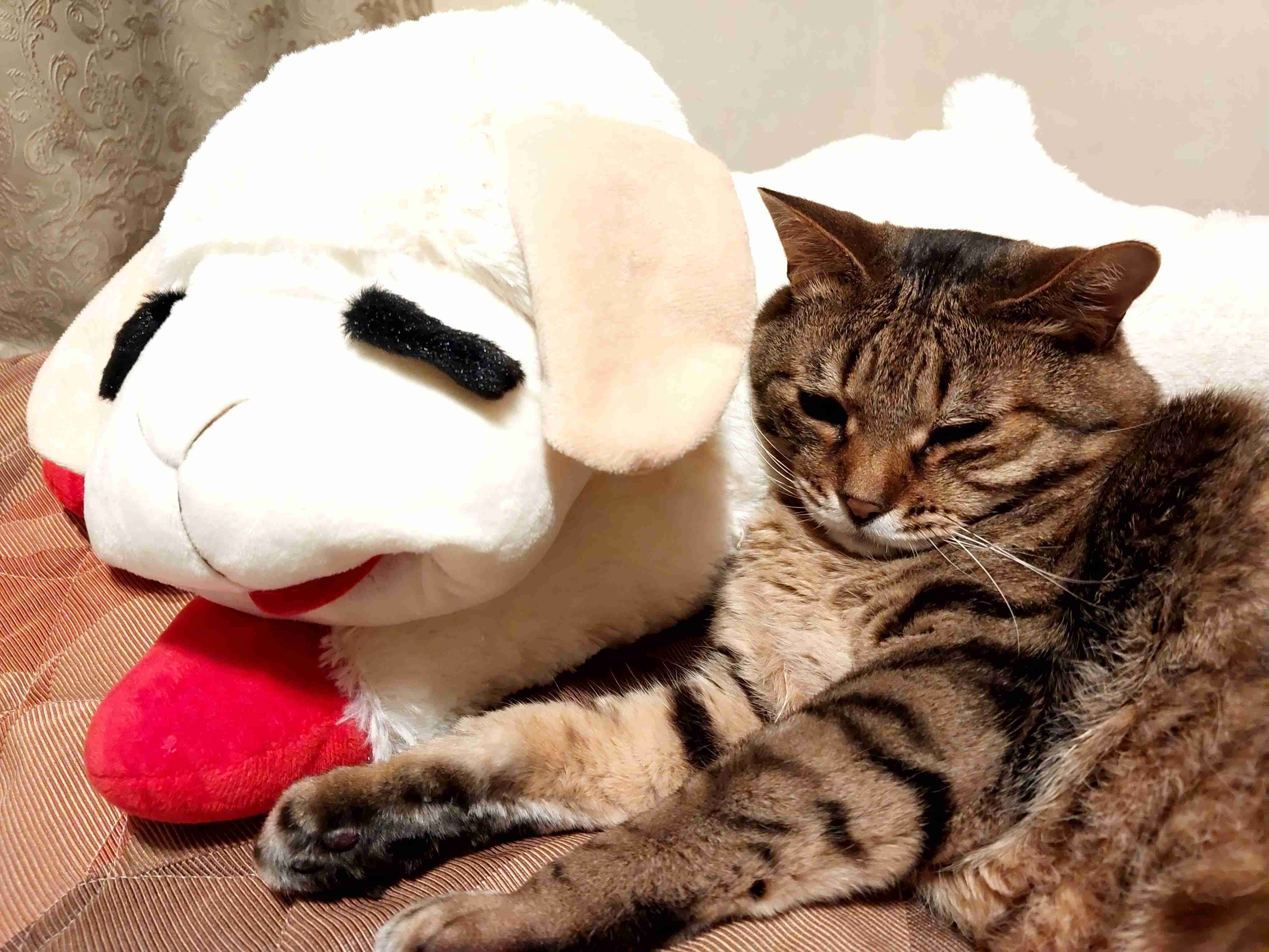 がるちゃん猫カフェ119号店開店しました♪(初めての方も大歓迎♪)