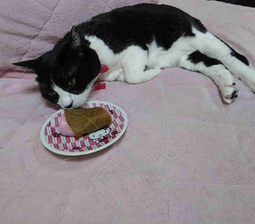 がるちゃん猫カフェ119号店開店しました♪(初めての方も大歓迎♪)