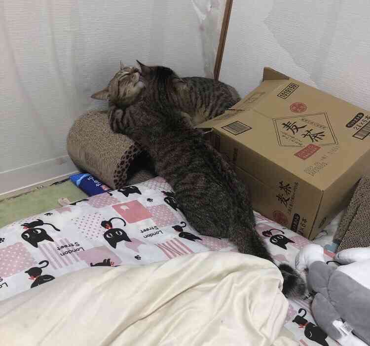 がるちゃん猫カフェ119号店開店しました♪(初めての方も大歓迎♪)