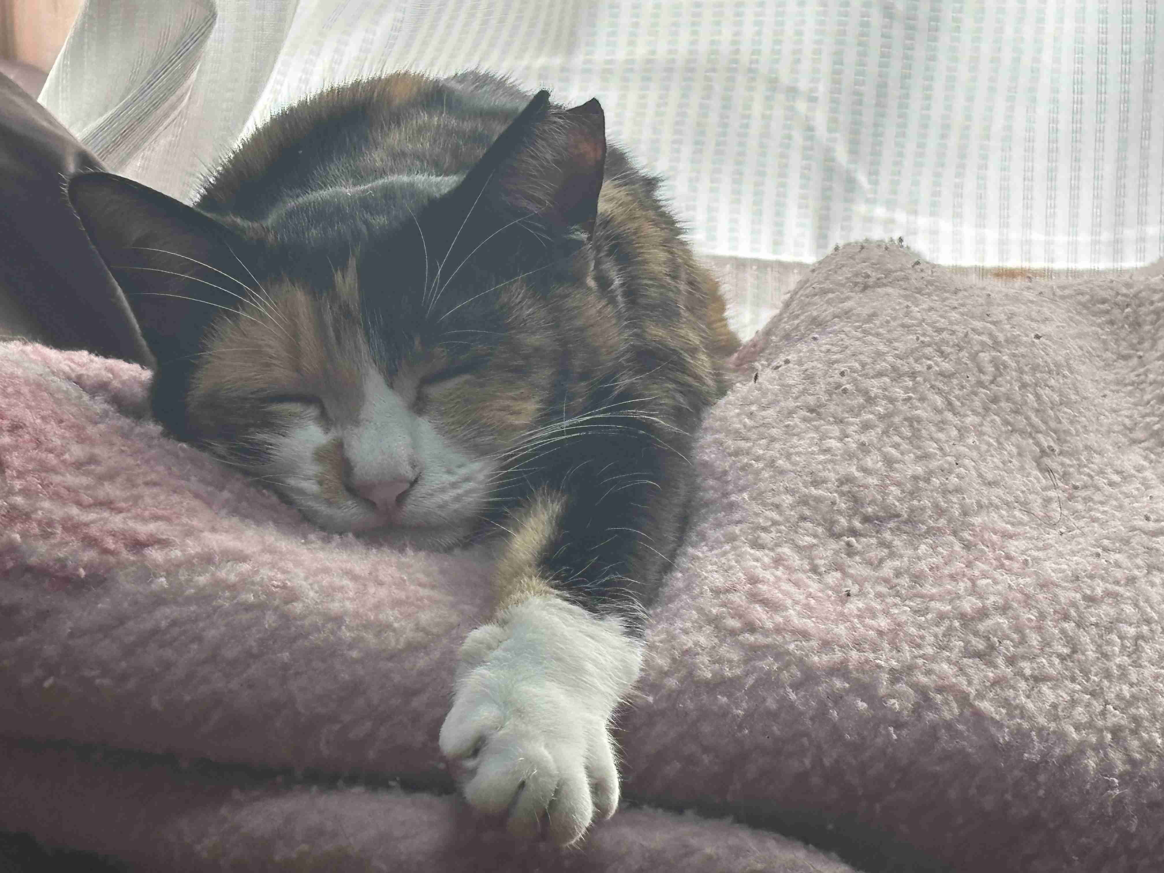 がるちゃん猫カフェ119号店開店しました♪(初めての方も大歓迎♪)