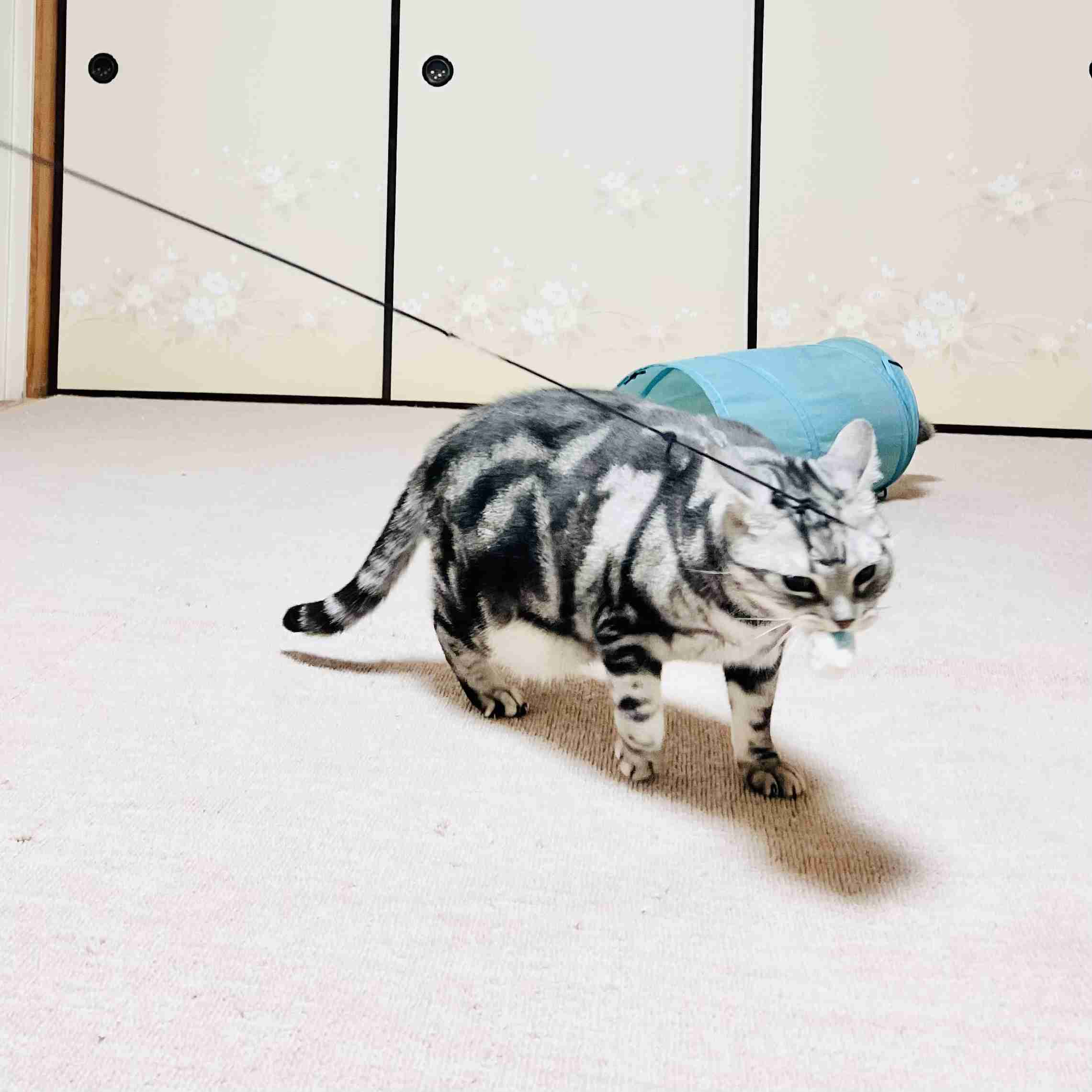 がるちゃん猫カフェ119号店開店しました♪(初めての方も大歓迎♪)