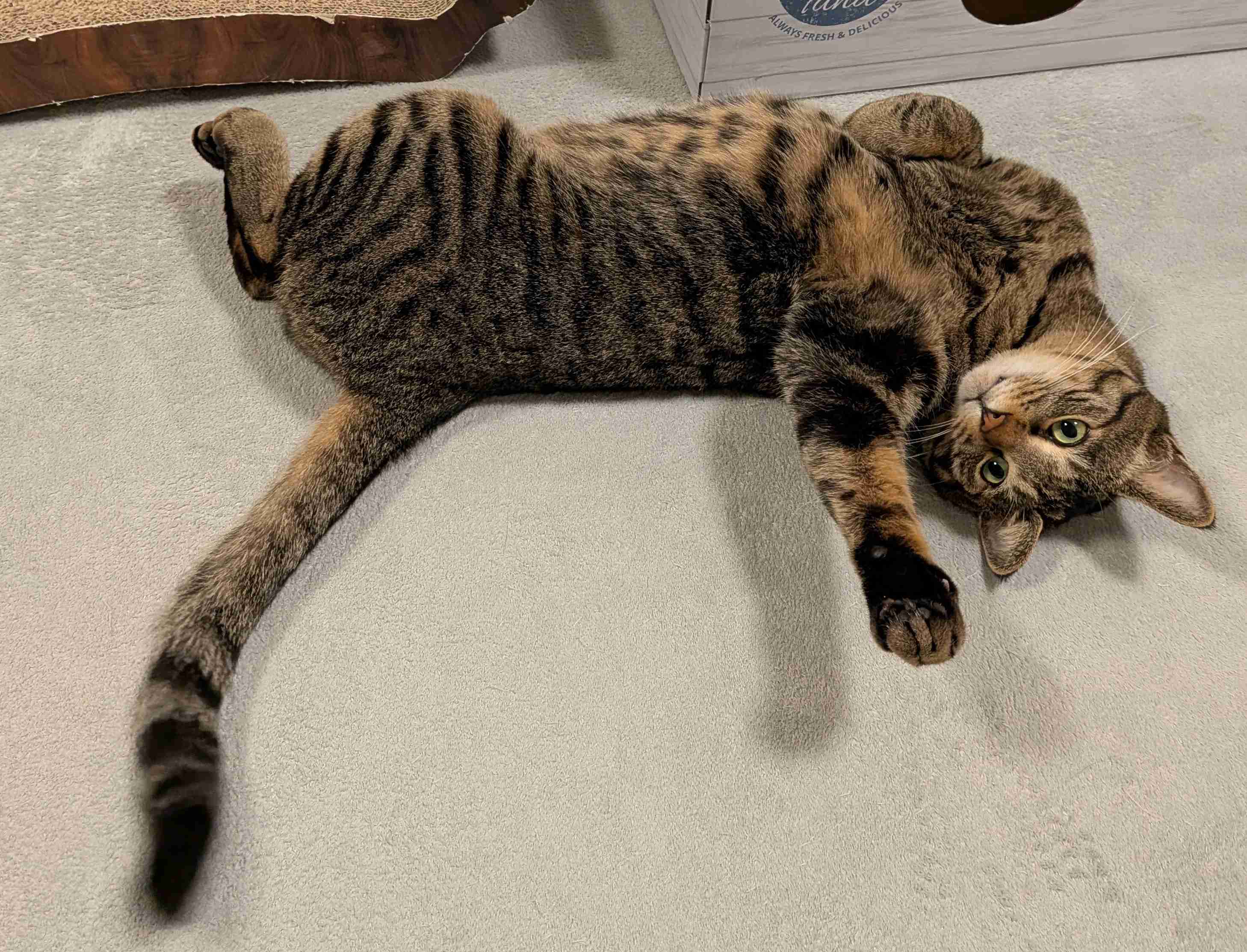 がるちゃん猫カフェ119号店開店しました♪(初めての方も大歓迎♪)