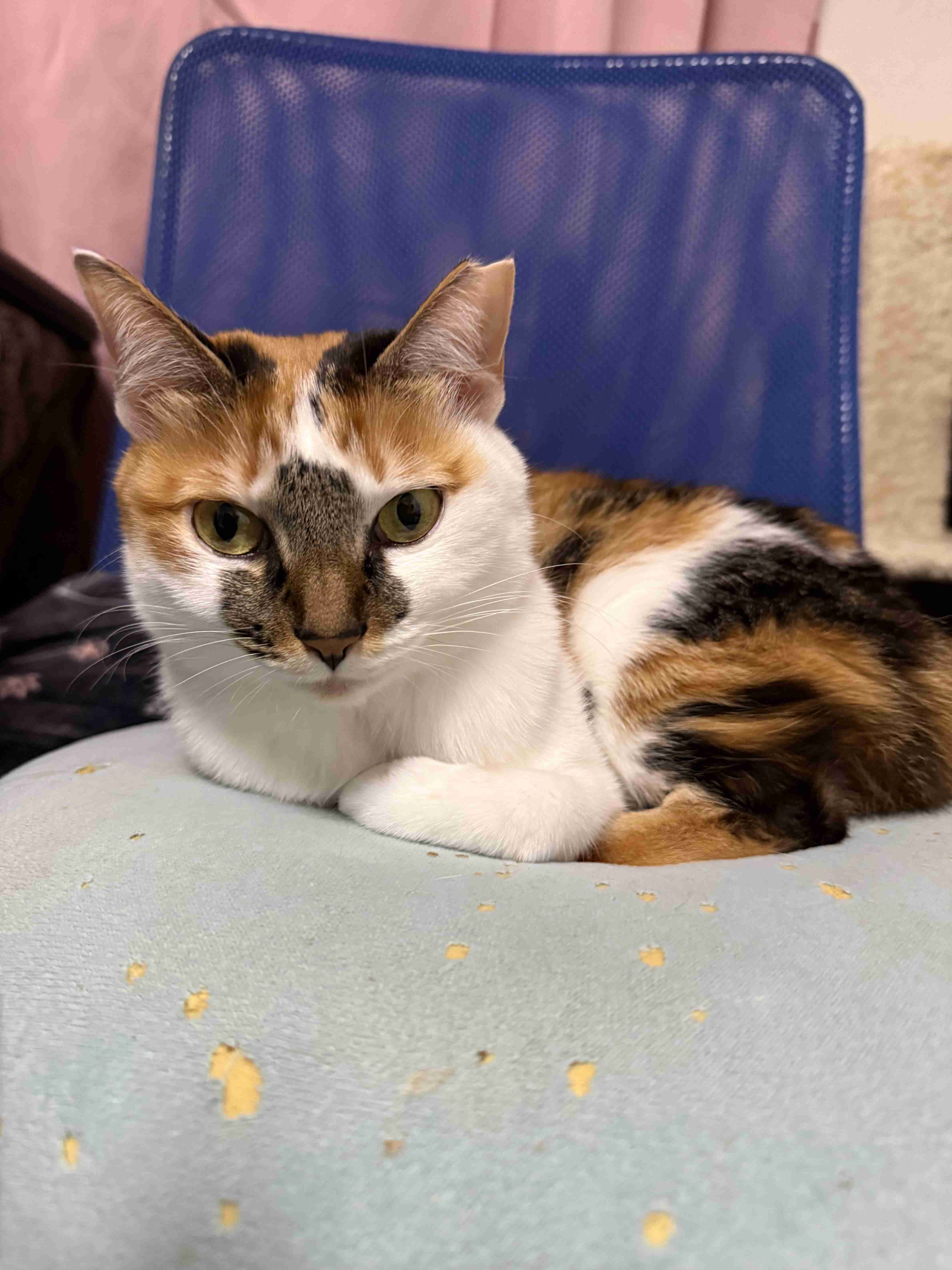 がるちゃん猫カフェ119号店開店しました♪(初めての方も大歓迎♪)