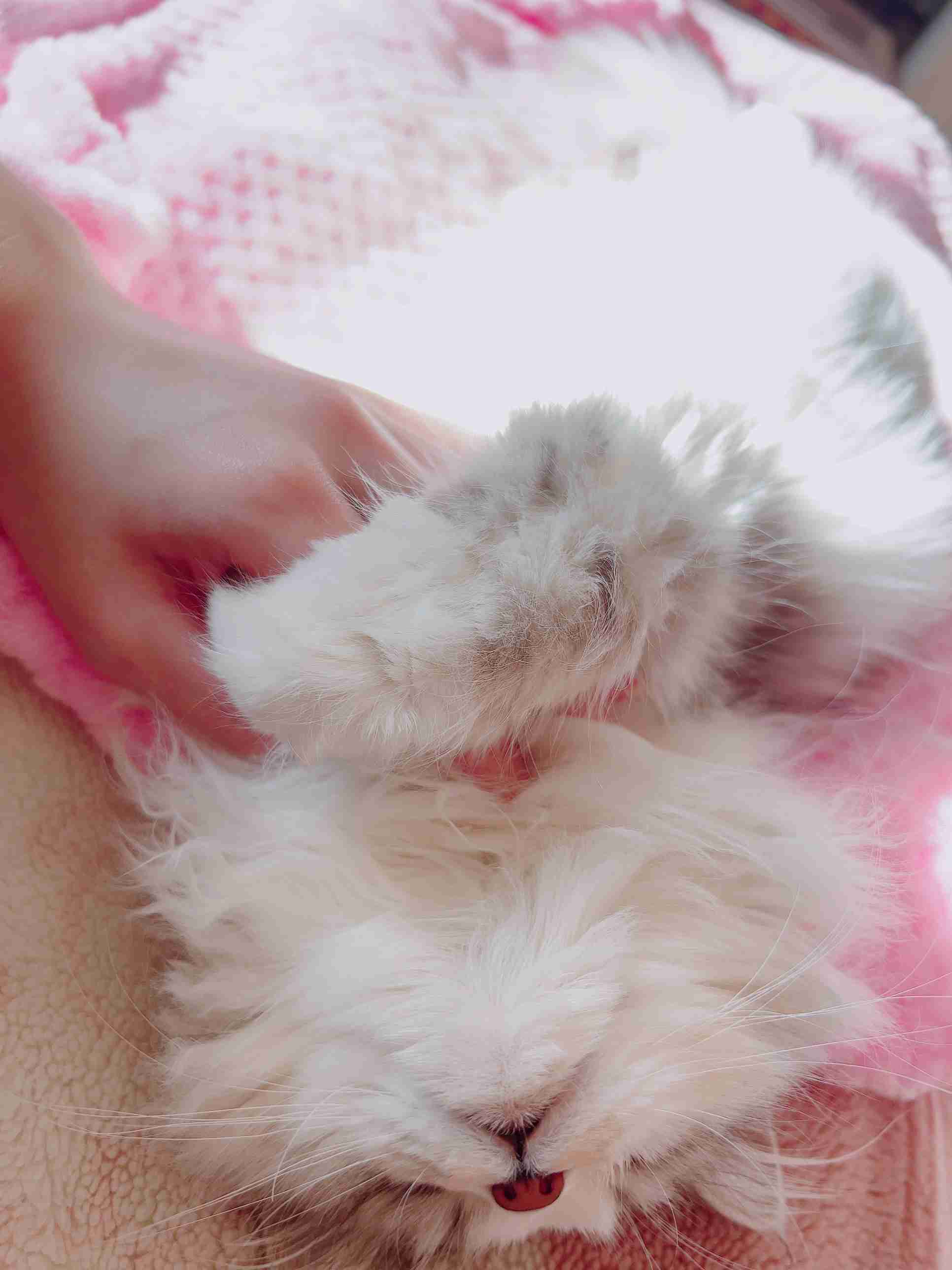 がるちゃん猫カフェ119号店開店しました♪(初めての方も大歓迎♪)