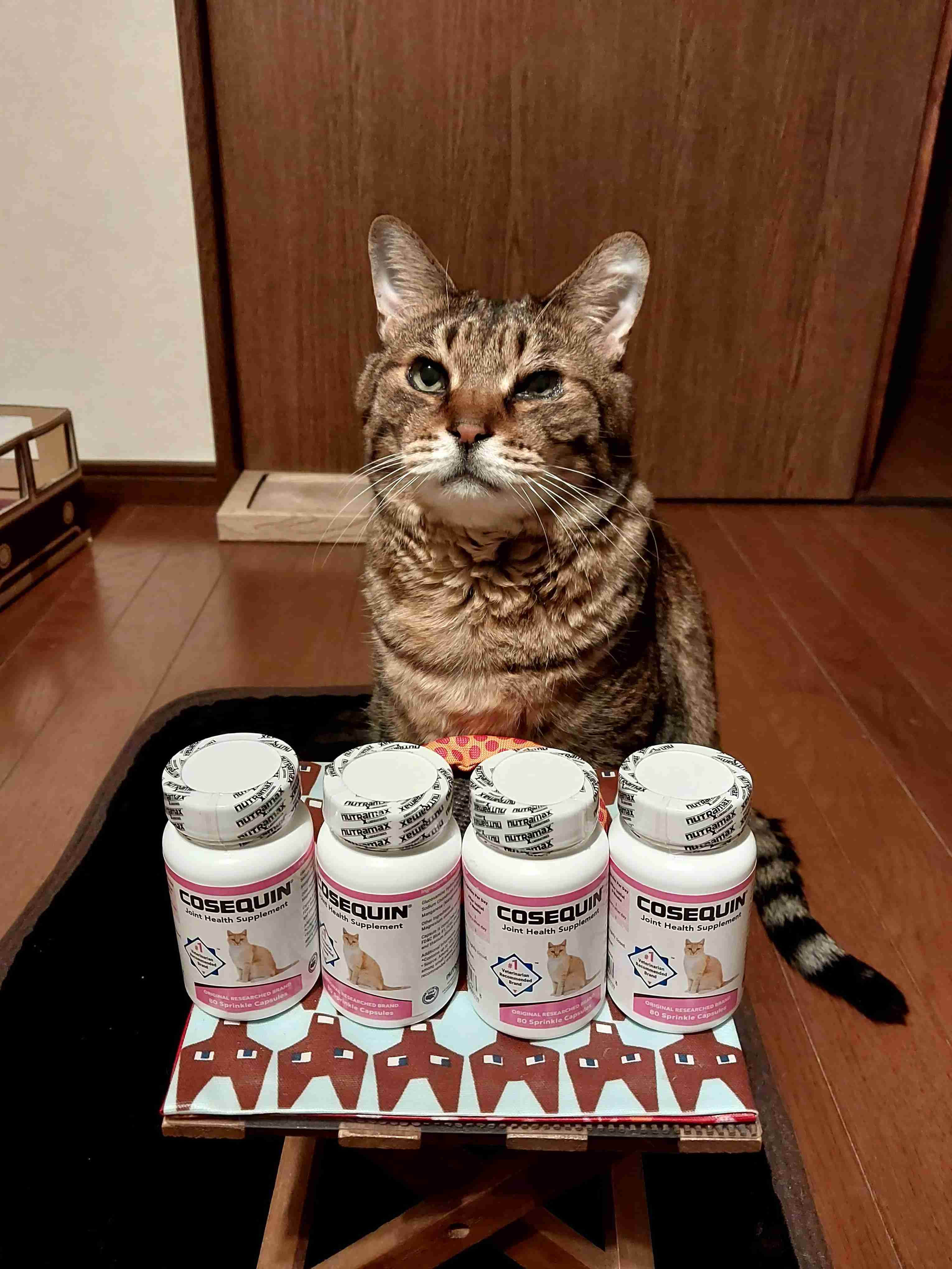 がるちゃん猫カフェ119号店開店しました♪(初めての方も大歓迎♪)