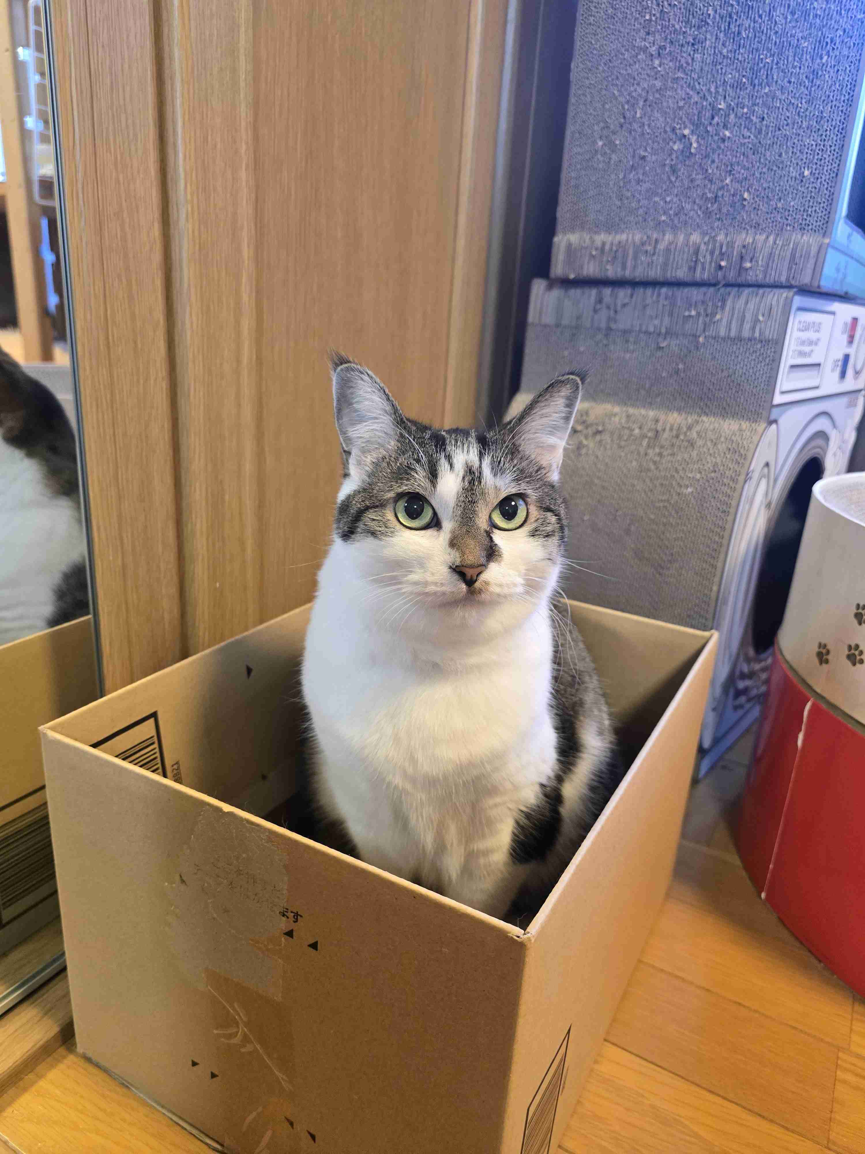 がるちゃん猫カフェ119号店開店しました♪(初めての方も大歓迎♪)