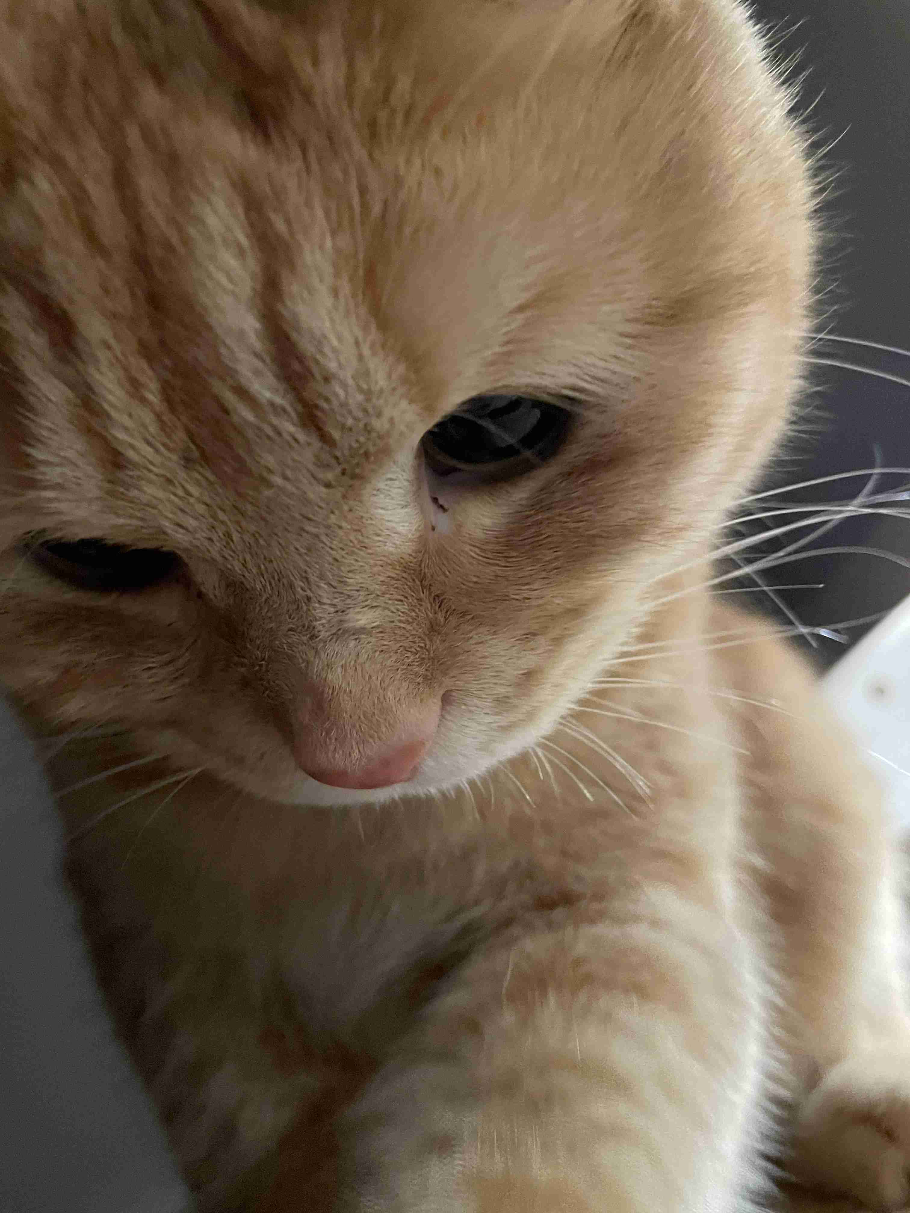 がるちゃん猫カフェ119号店開店しました♪(初めての方も大歓迎♪)