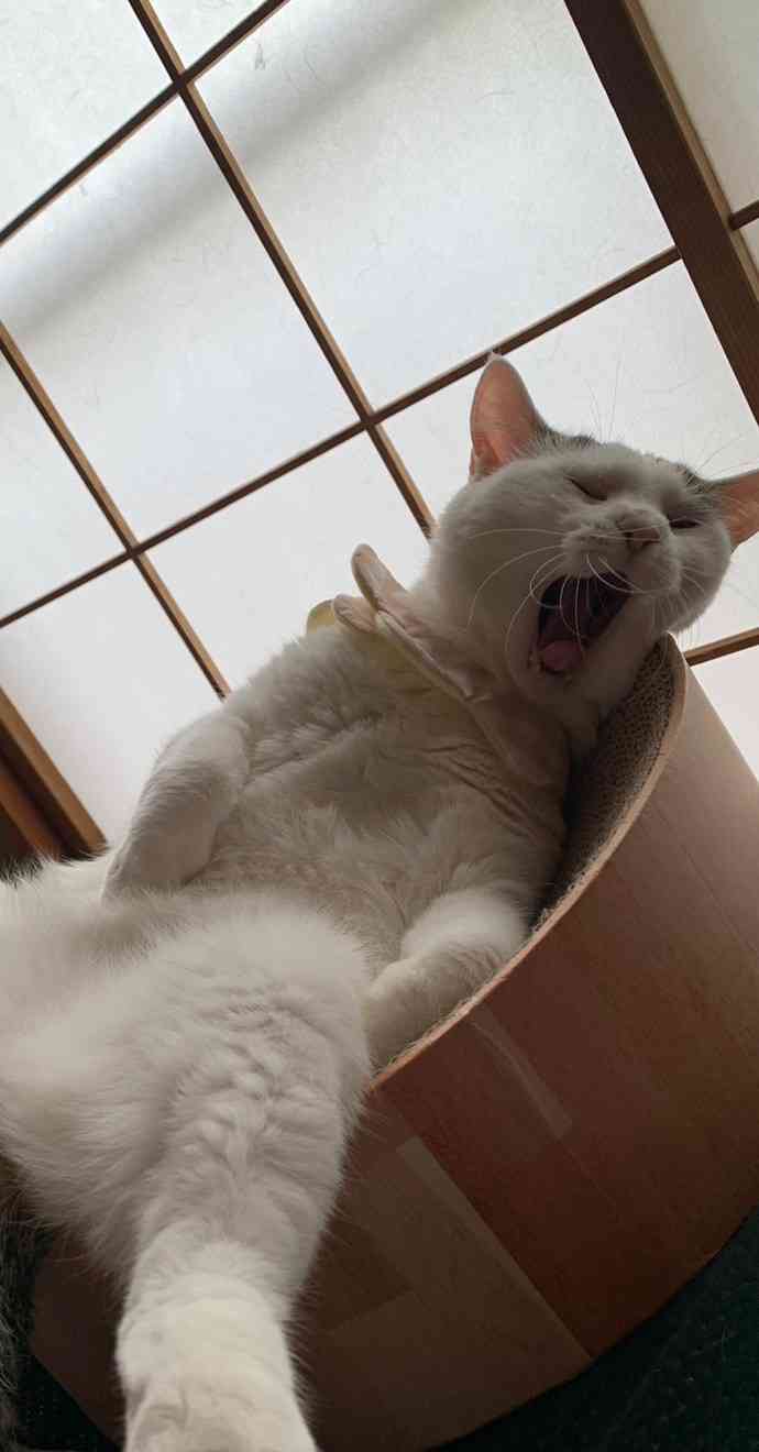 がるちゃん猫カフェ119号店開店しました♪(初めての方も大歓迎♪)