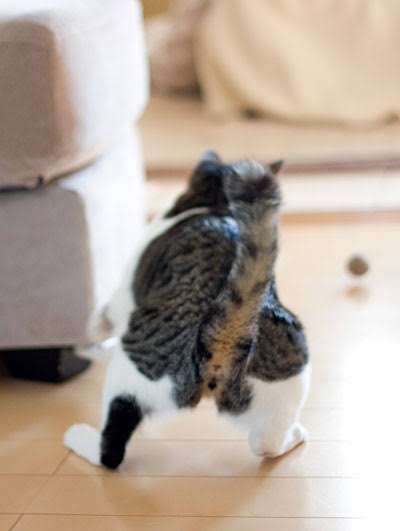 がるちゃん猫カフェ119号店開店しました♪(初めての方も大歓迎♪)