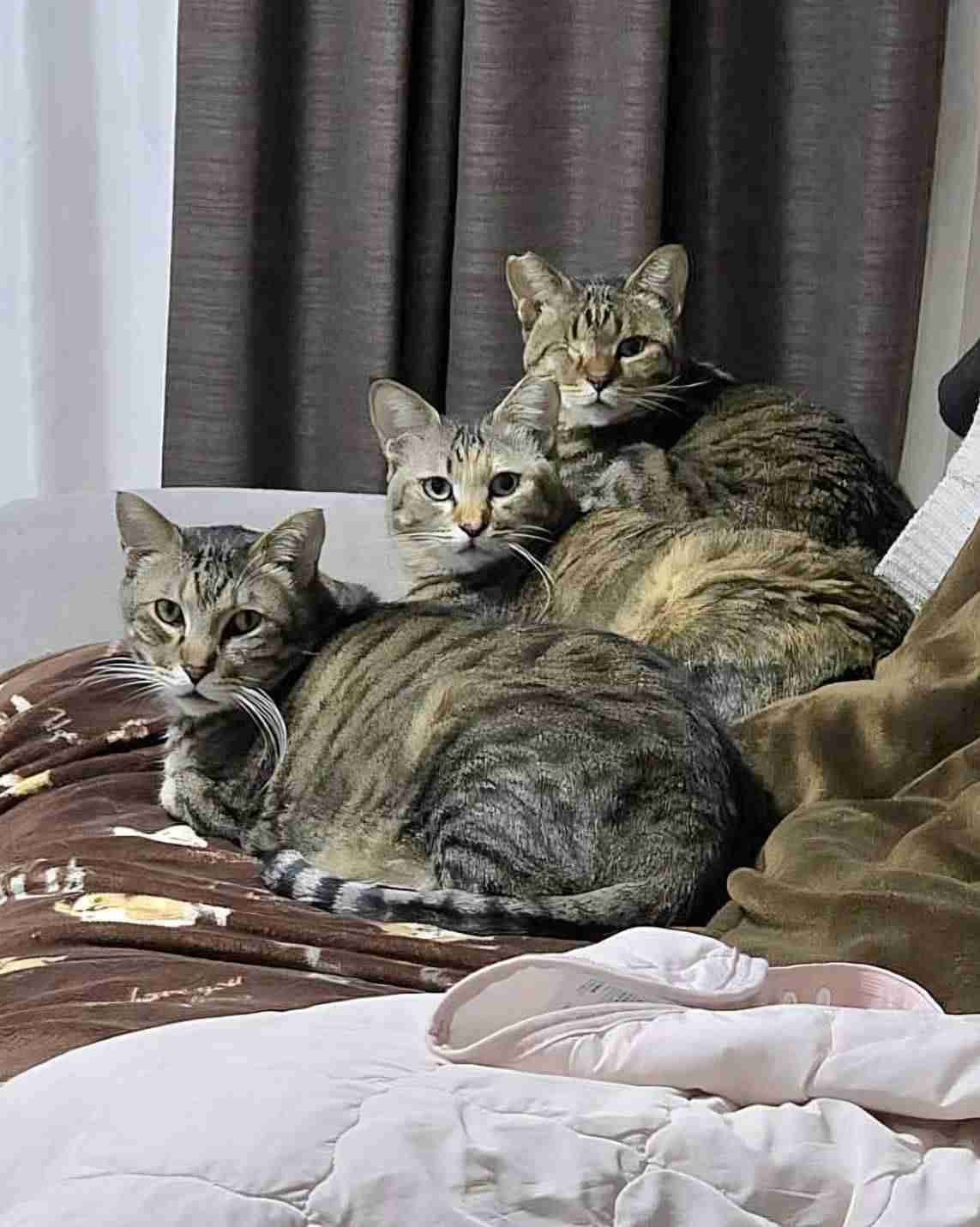 がるちゃん猫カフェ119号店開店しました♪(初めての方も大歓迎♪)