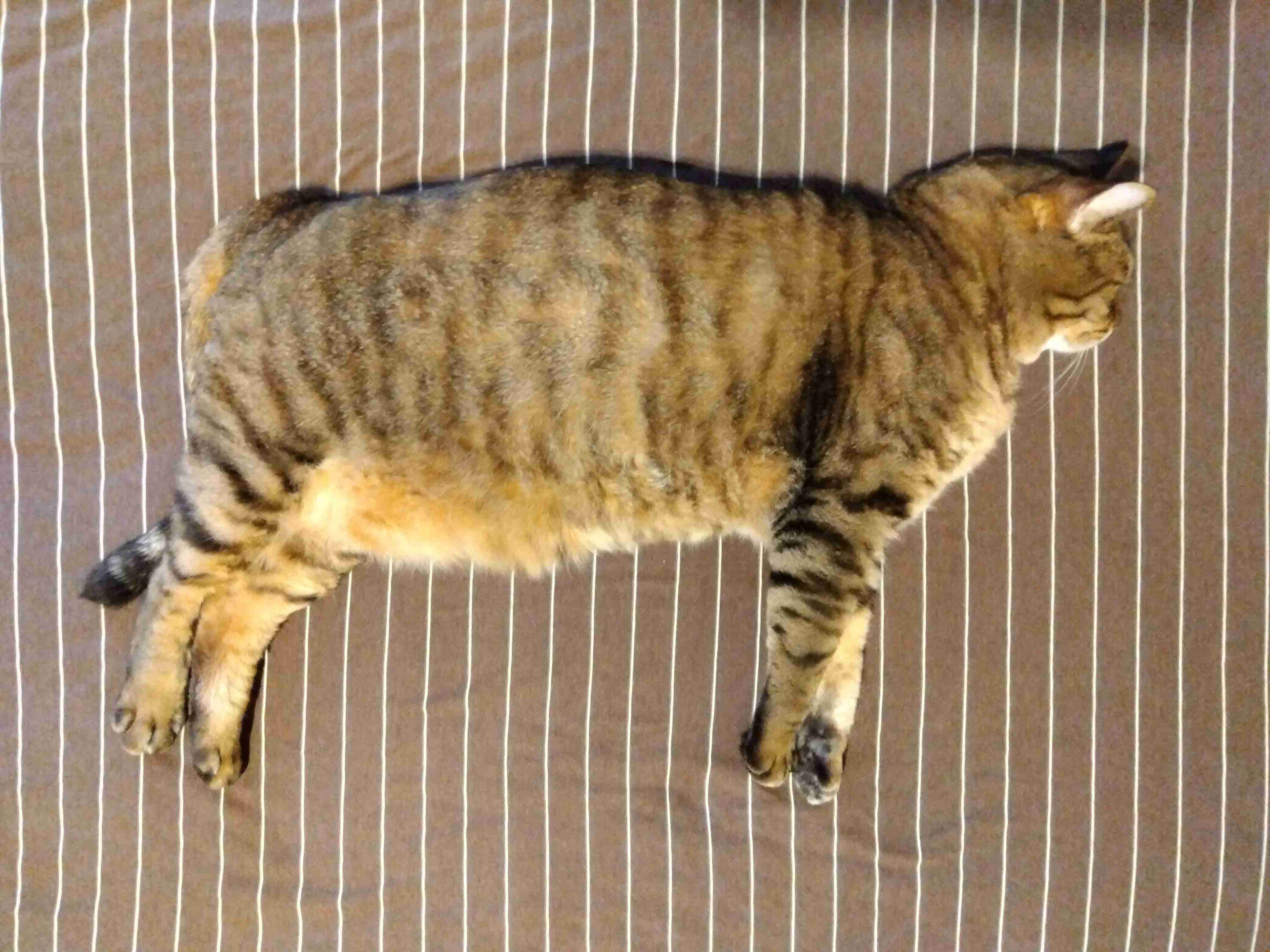 がるちゃん猫カフェ119号店開店しました♪(初めての方も大歓迎♪)