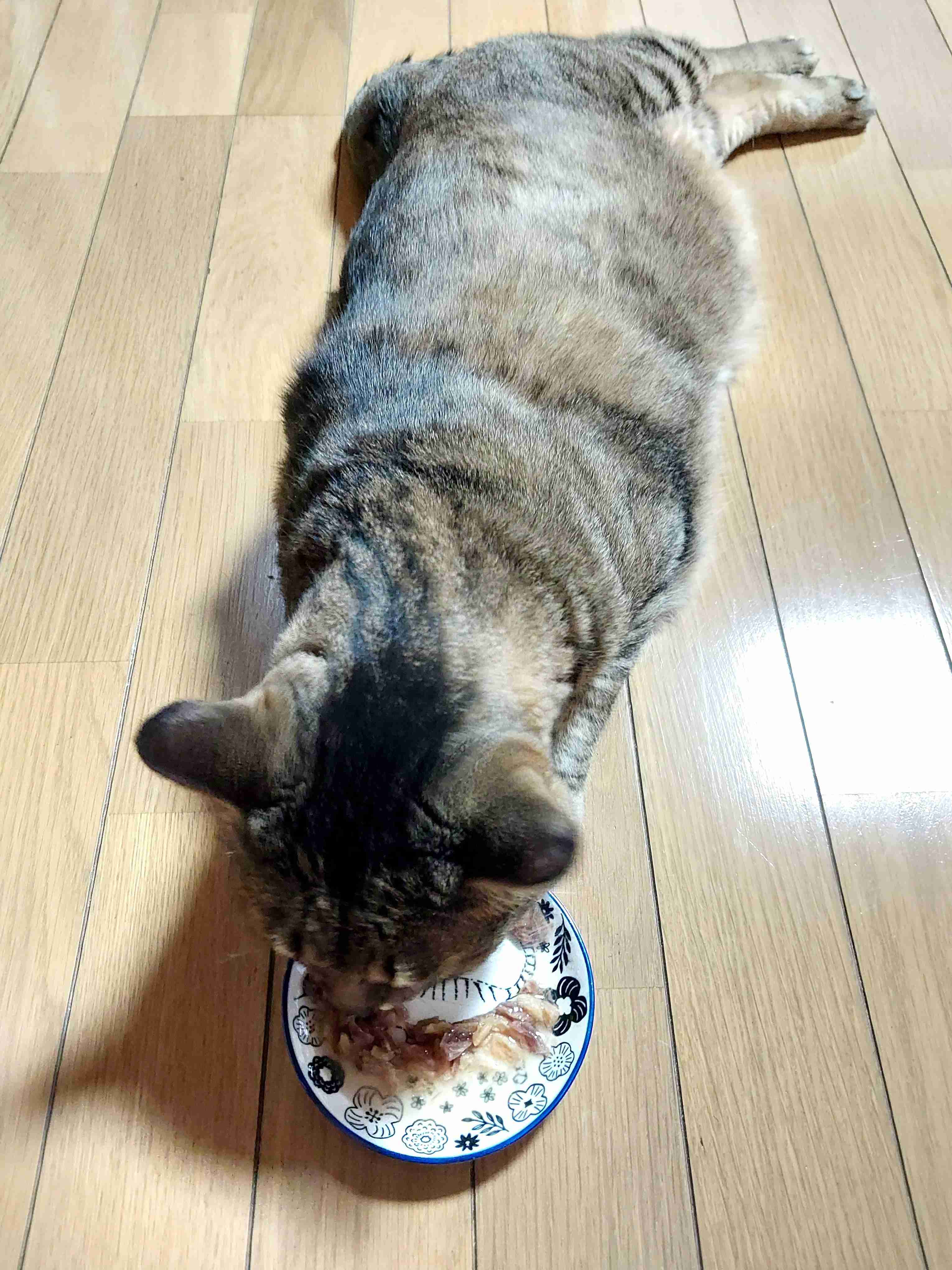 がるちゃん猫カフェ119号店開店しました♪(初めての方も大歓迎♪)