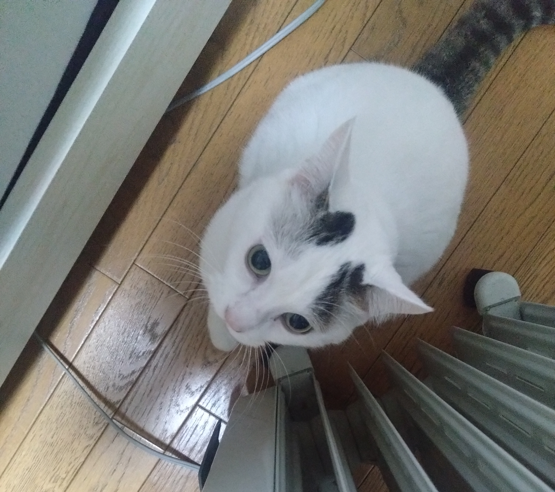 がるちゃん猫カフェ119号店開店しました♪(初めての方も大歓迎♪)