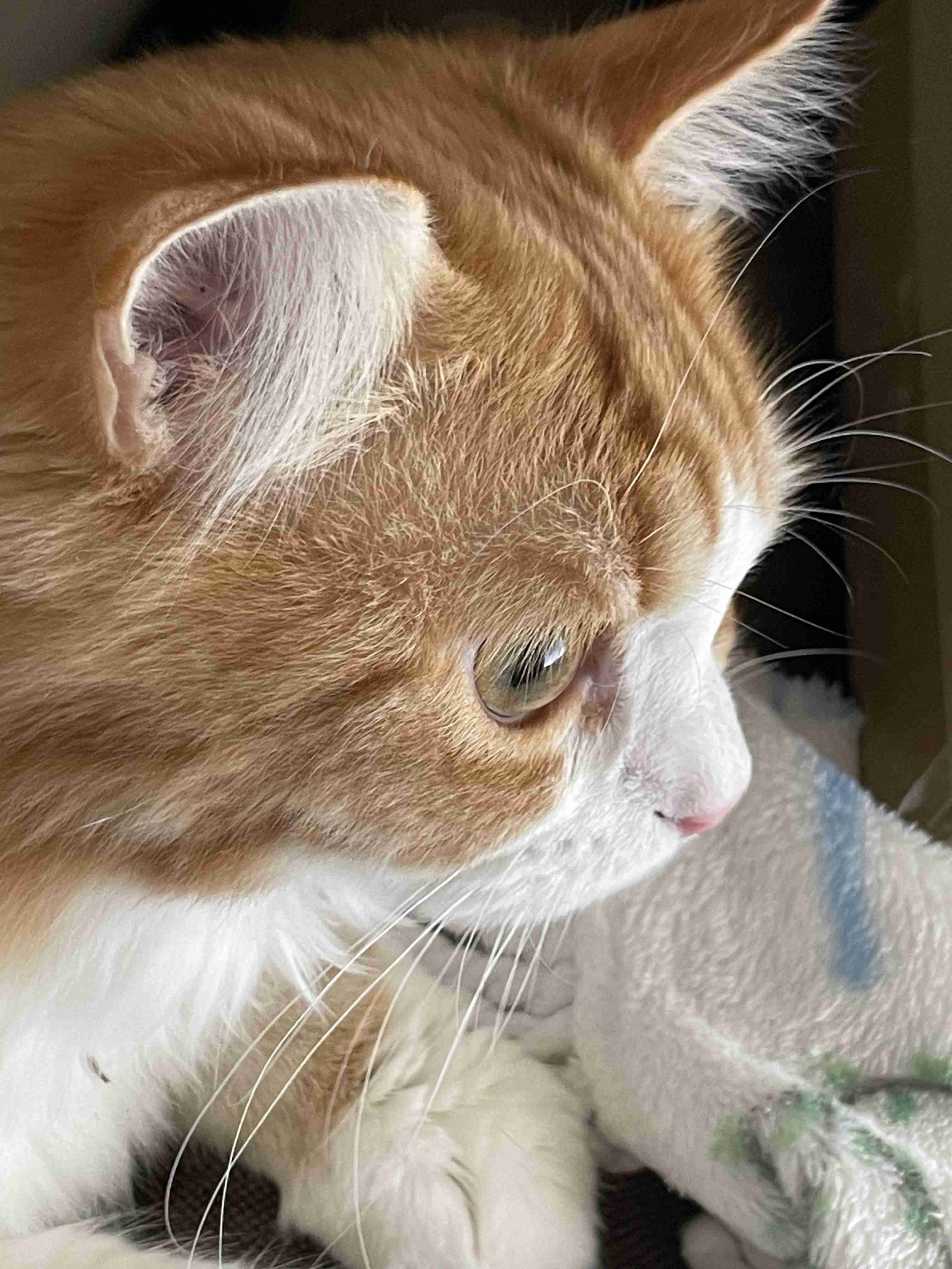 がるちゃん猫カフェ119号店開店しました♪(初めての方も大歓迎♪)