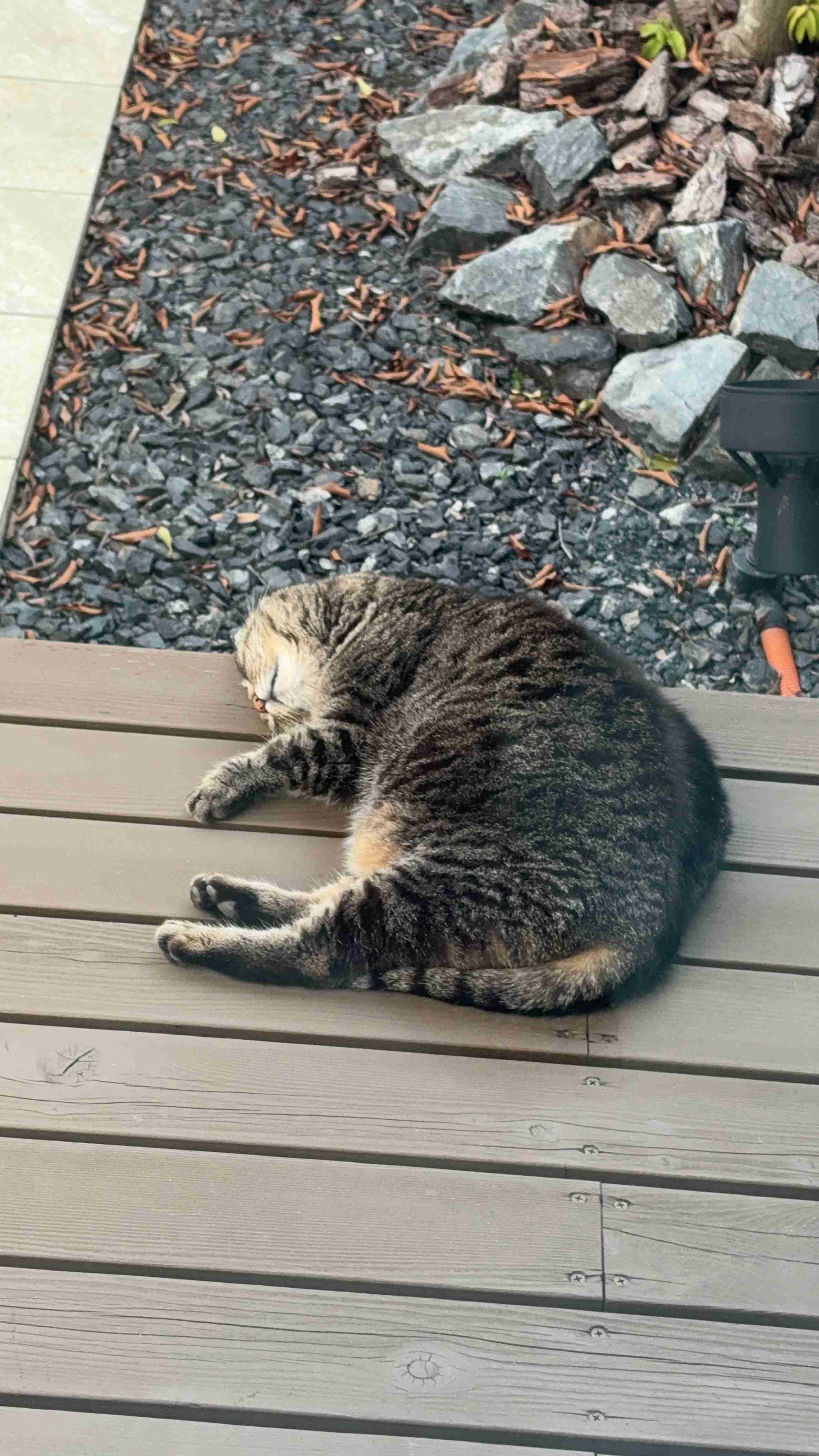 がるちゃん猫カフェ119号店開店しました♪(初めての方も大歓迎♪)