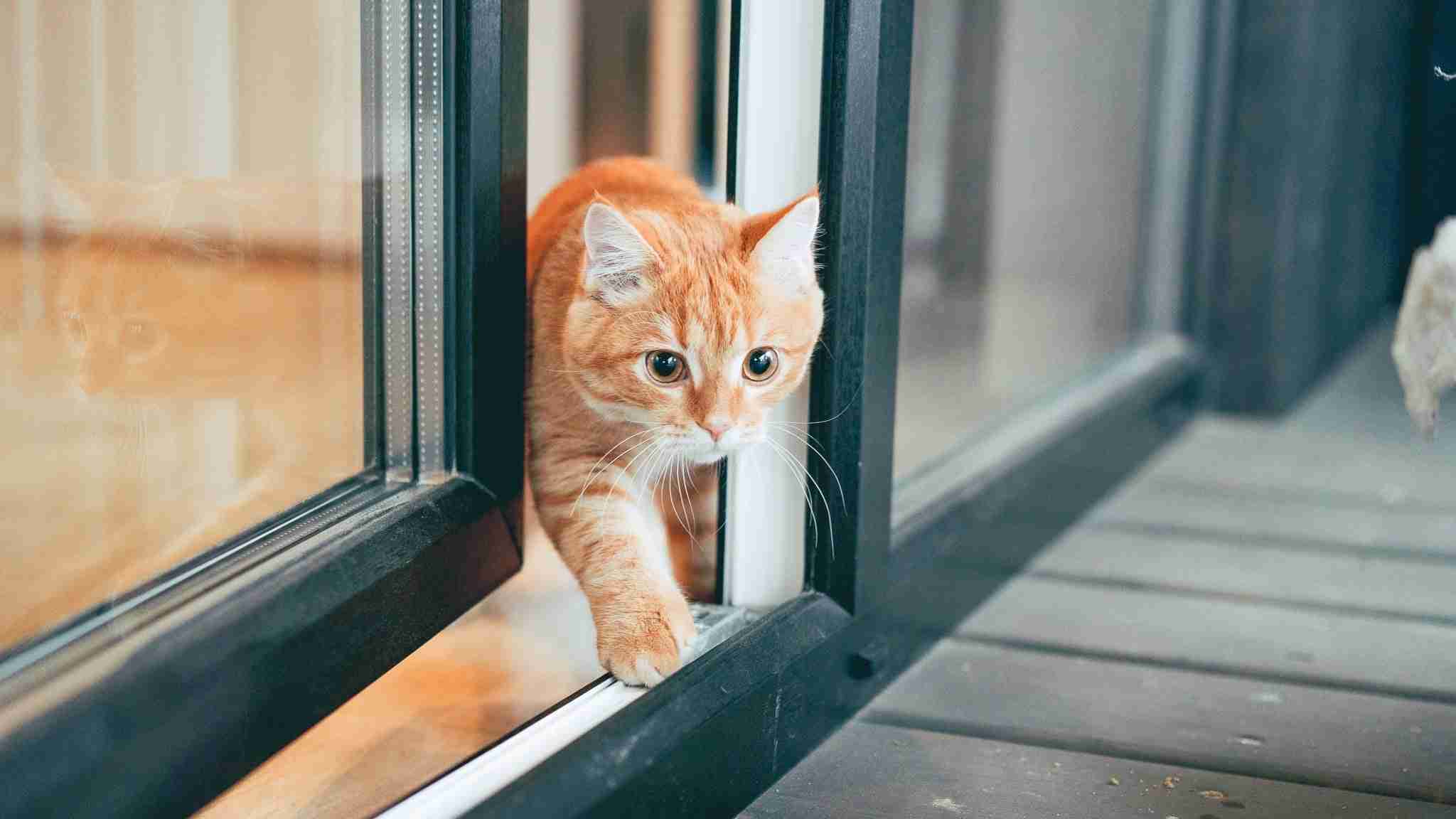 がるちゃん猫カフェ119号店開店しました♪(初めての方も大歓迎♪)