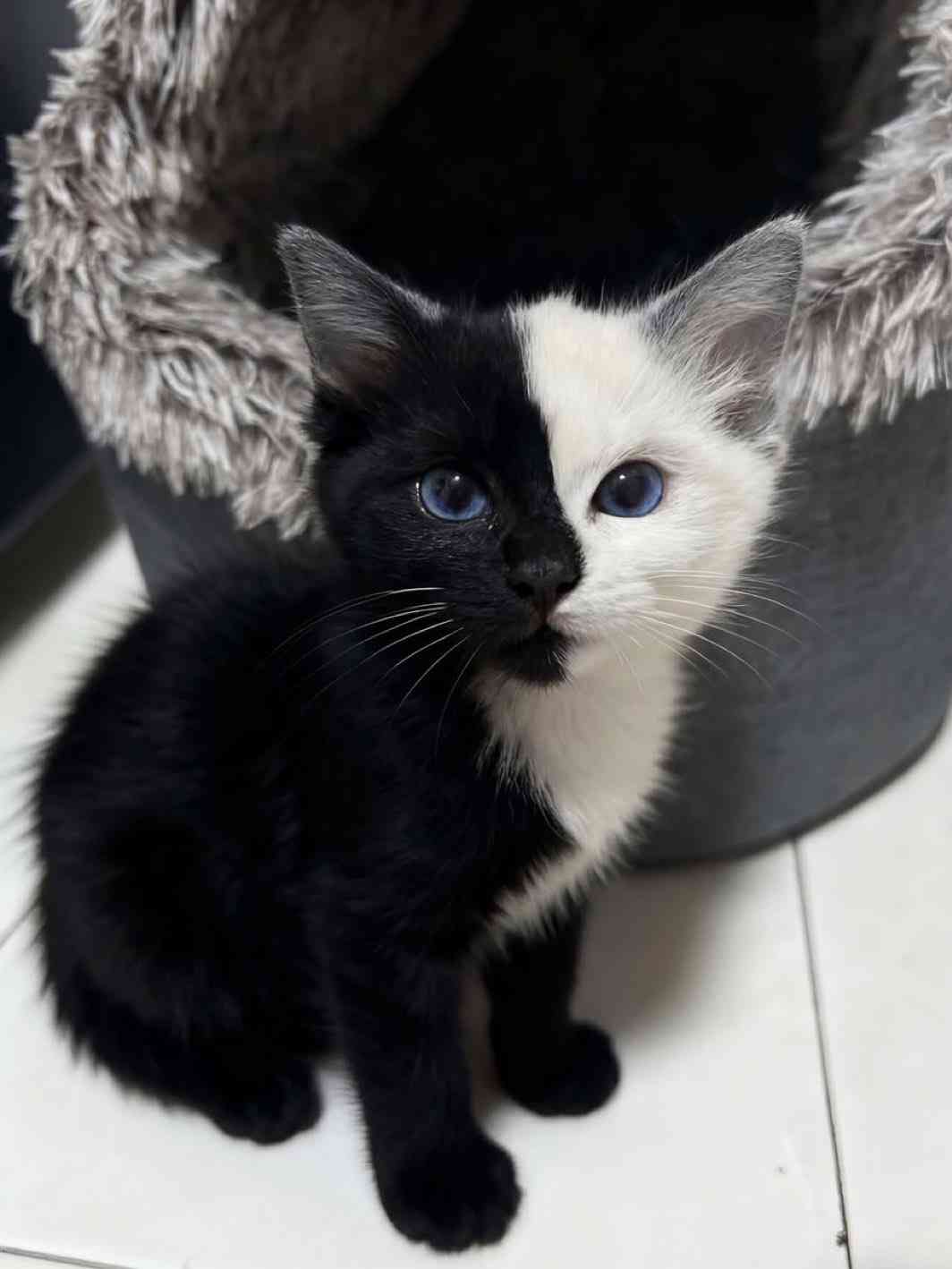 がるちゃん猫カフェ119号店開店しました♪(初めての方も大歓迎♪)