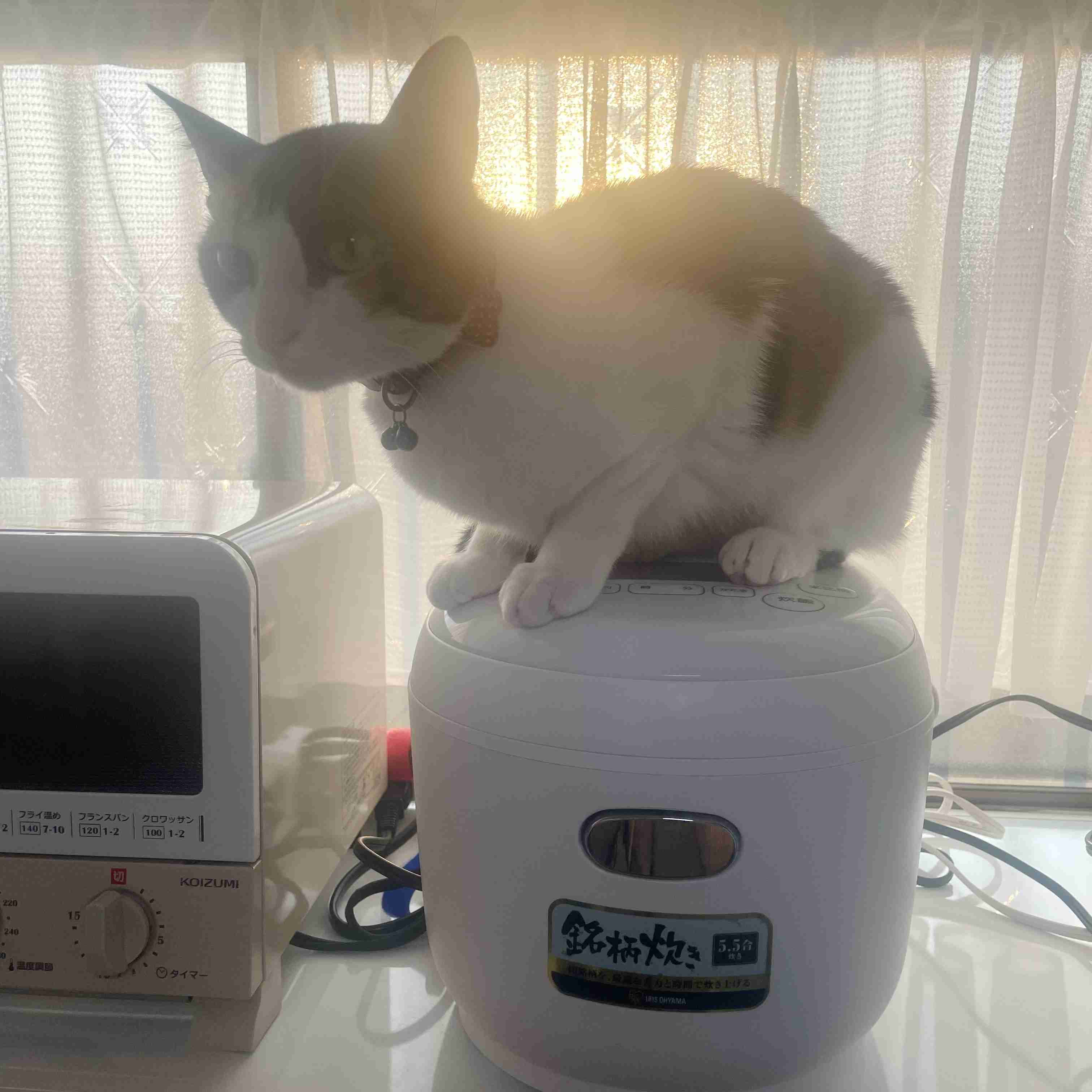 がるちゃん猫カフェ119号店開店しました♪(初めての方も大歓迎♪)