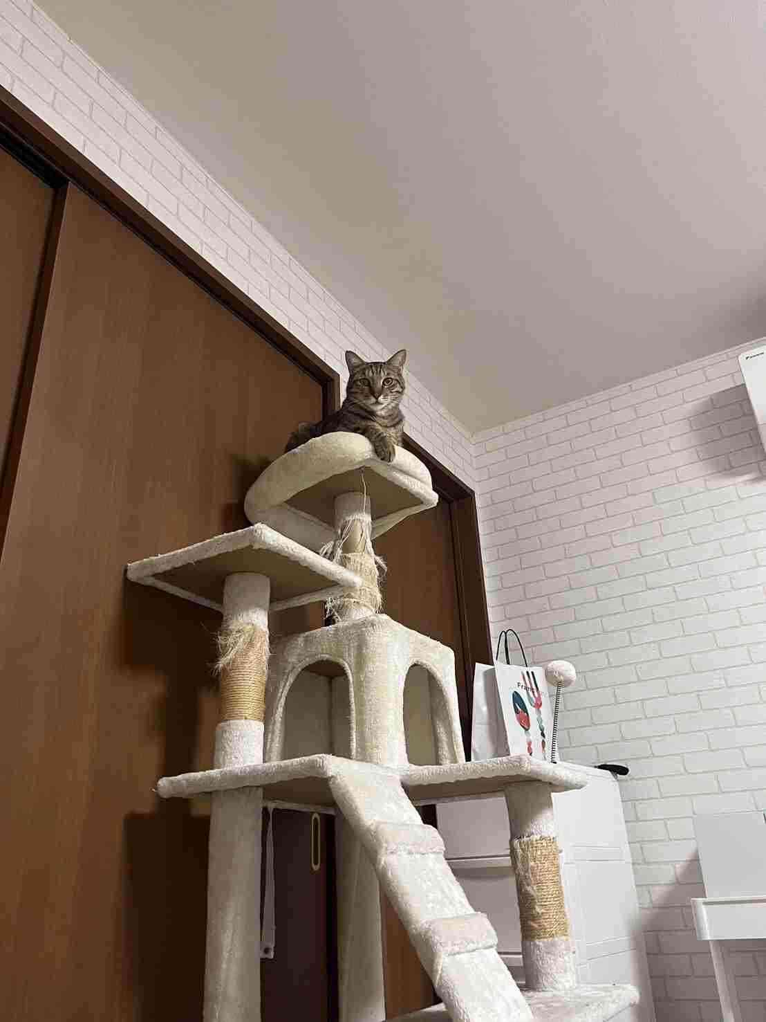 がるちゃん猫カフェ119号店開店しました♪(初めての方も大歓迎♪)