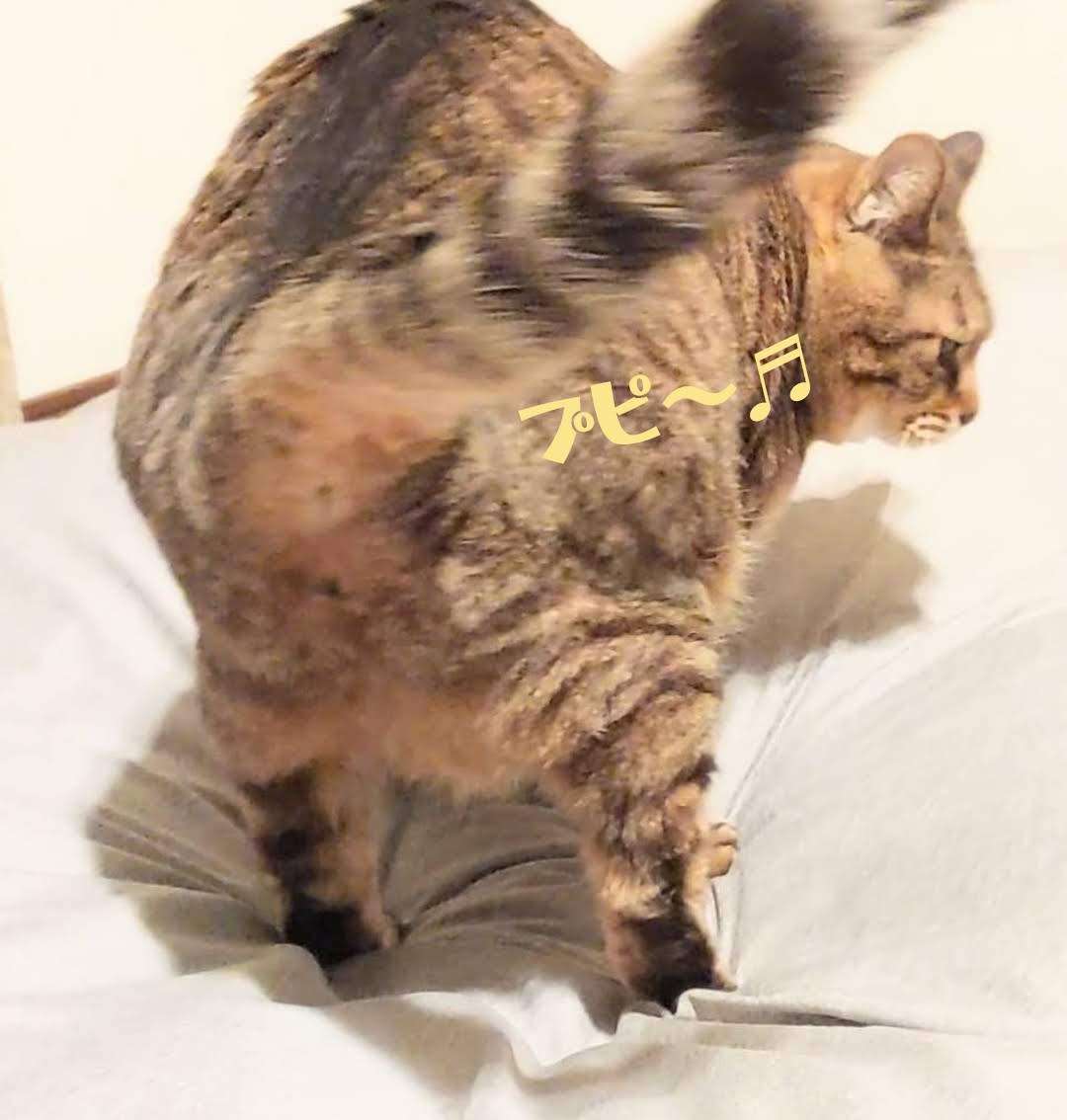 がるちゃん猫カフェ119号店開店しました♪(初めての方も大歓迎♪)