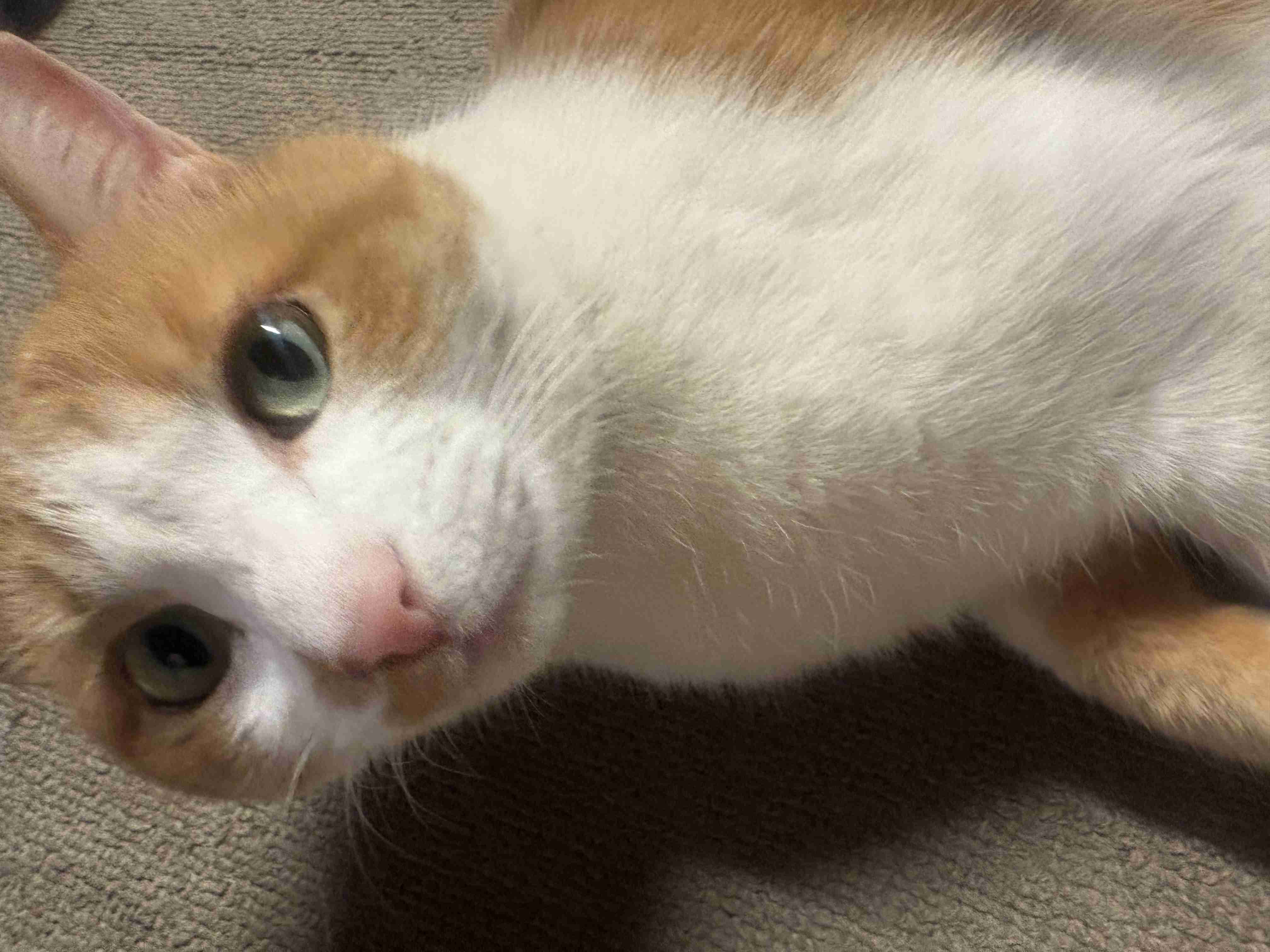 がるちゃん猫カフェ119号店開店しました♪(初めての方も大歓迎♪)