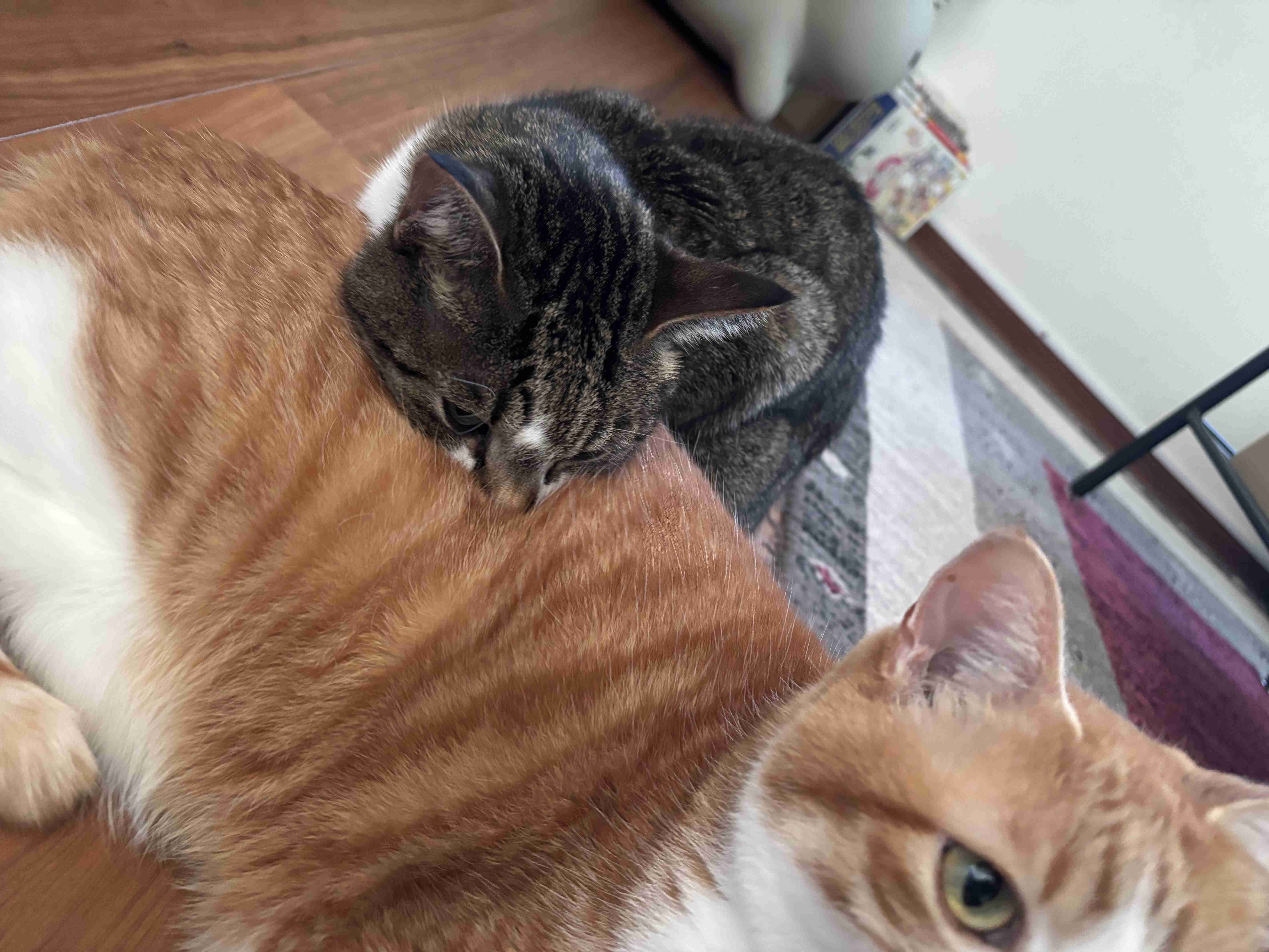 がるちゃん猫カフェ119号店開店しました♪(初めての方も大歓迎♪)