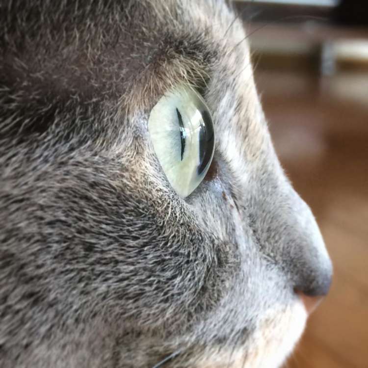 がるちゃん猫カフェ119号店開店しました♪(初めての方も大歓迎♪)