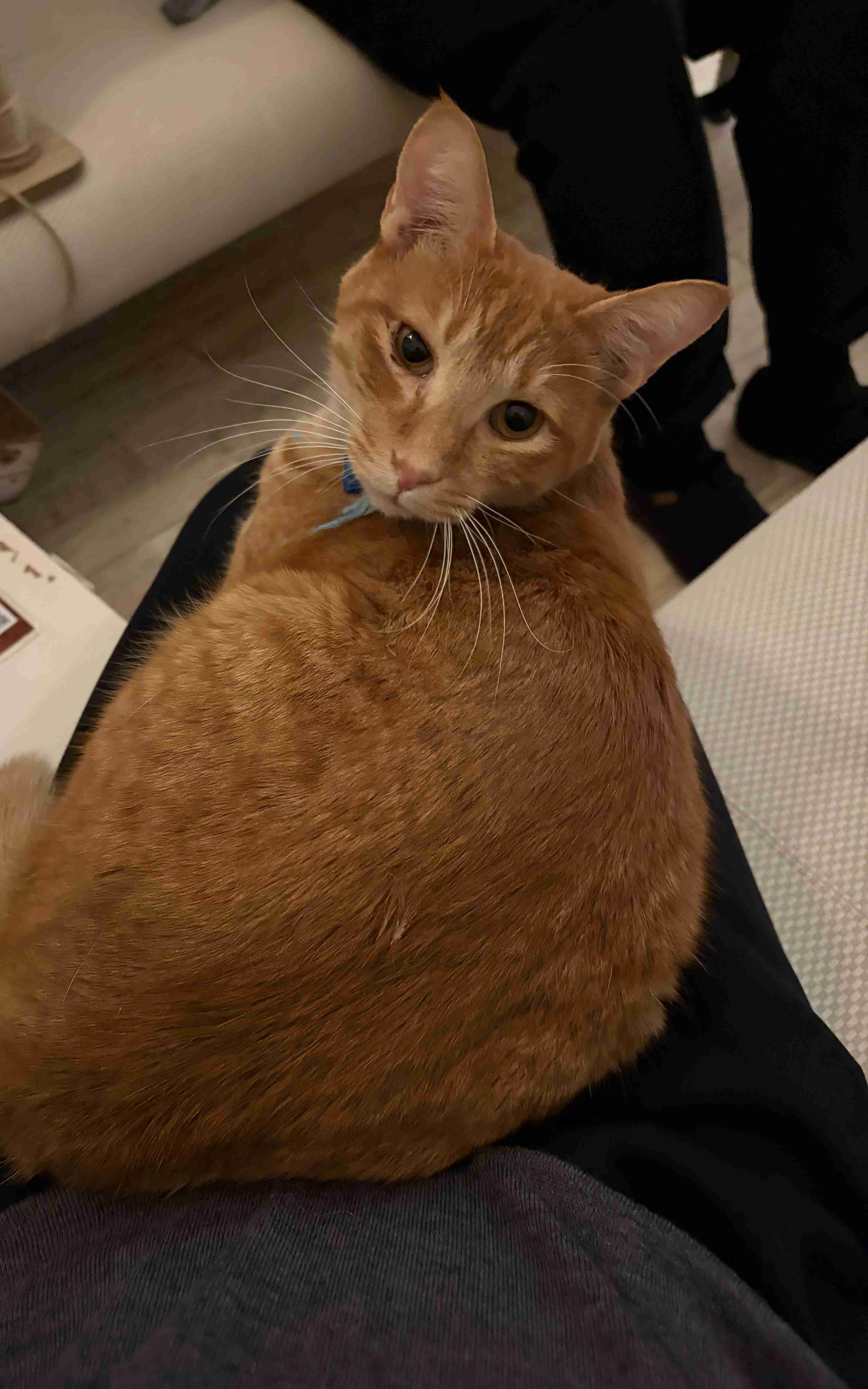 がるちゃん猫カフェ119号店開店しました♪(初めての方も大歓迎♪)