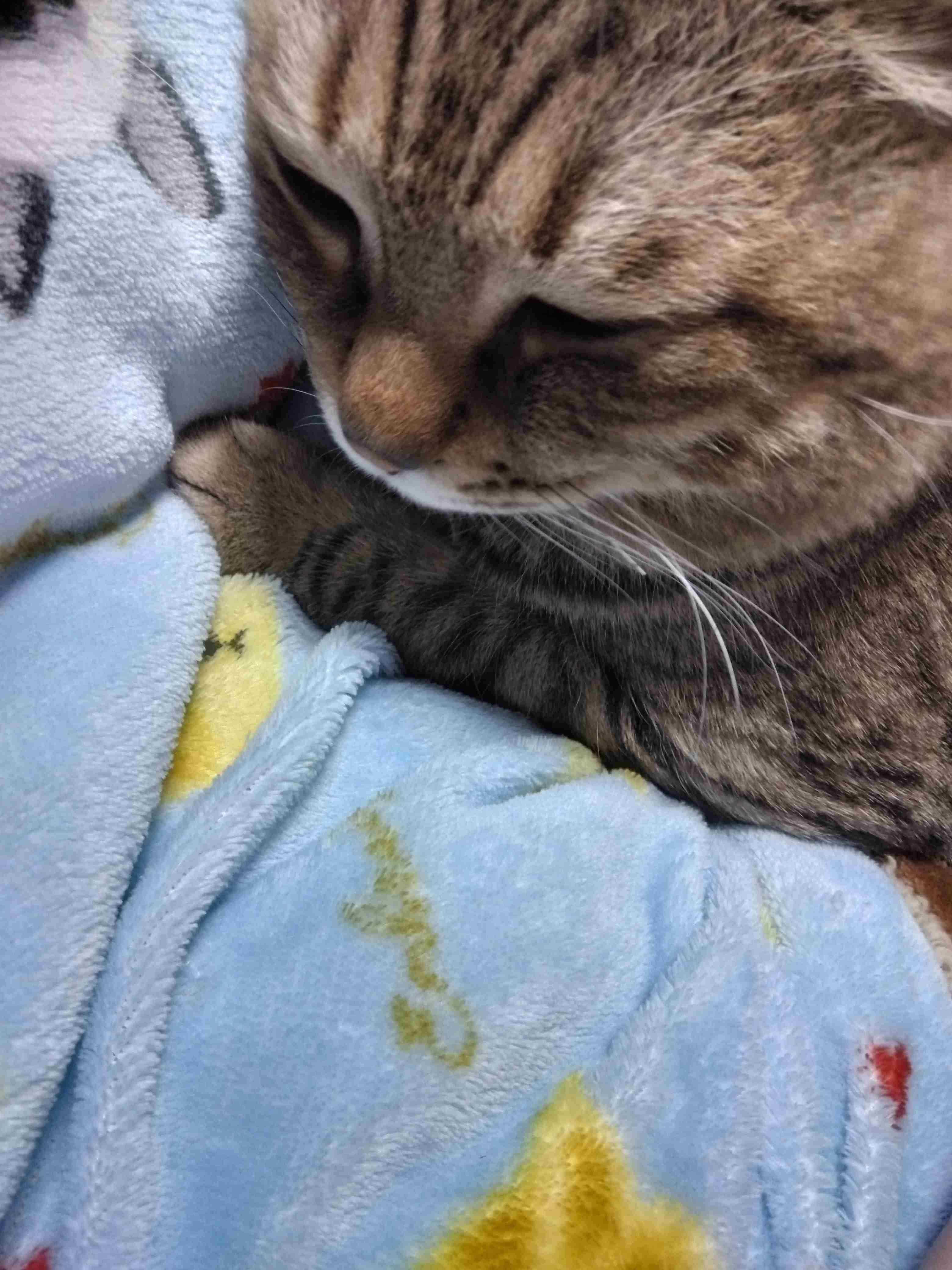 がるちゃん猫カフェ119号店開店しました♪(初めての方も大歓迎♪)