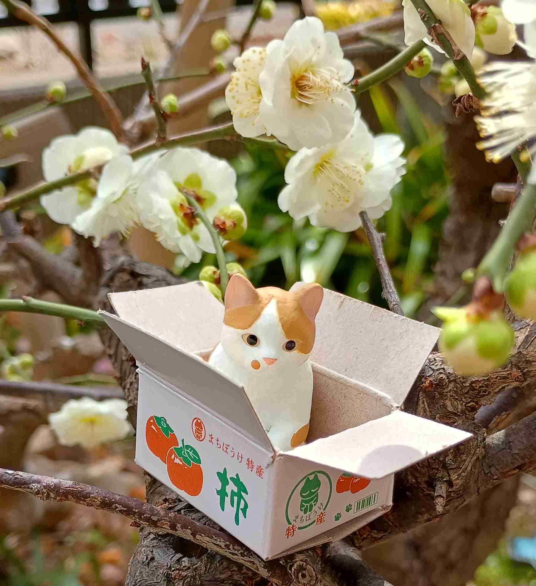 がるちゃん猫カフェ119号店開店しました♪(初めての方も大歓迎♪)