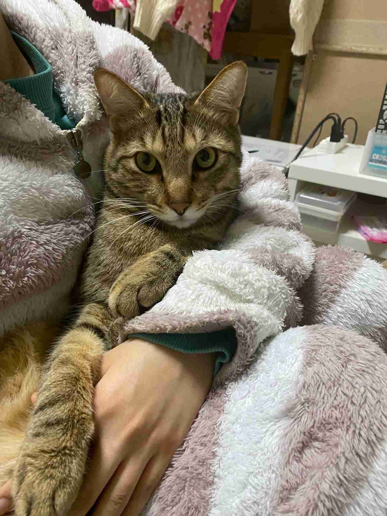 がるちゃん猫カフェ119号店開店しました♪(初めての方も大歓迎♪)