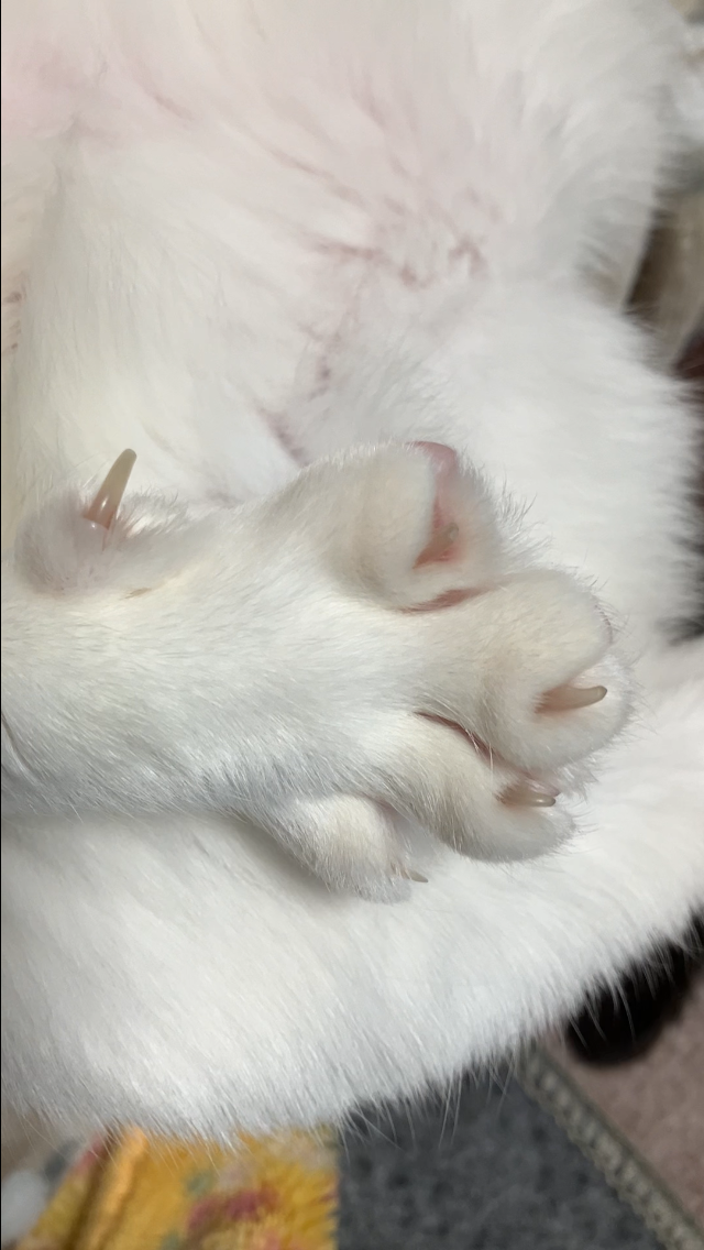 がるちゃん猫カフェ119号店開店しました♪(初めての方も大歓迎♪)