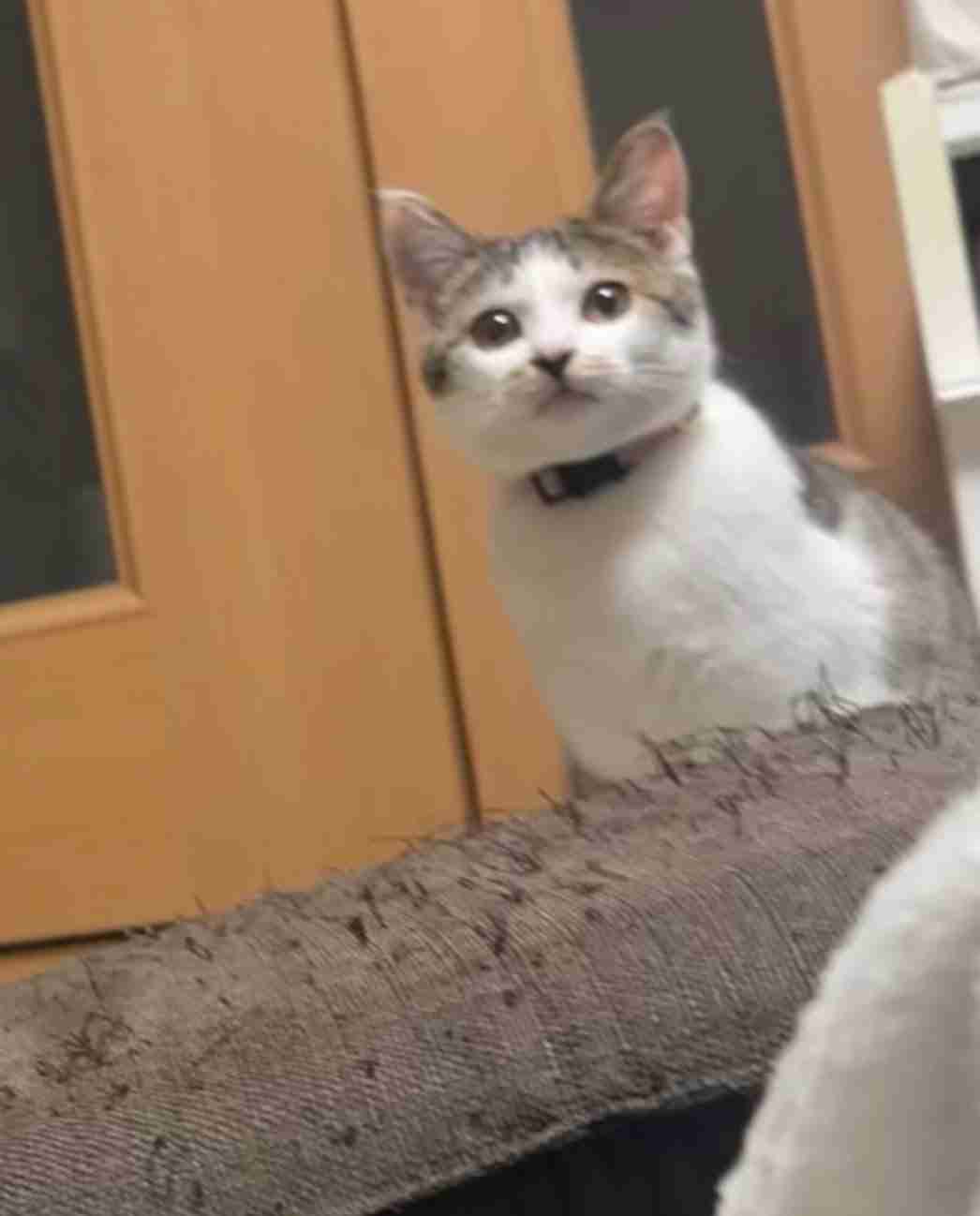 がるちゃん猫カフェ119号店開店しました♪(初めての方も大歓迎♪)