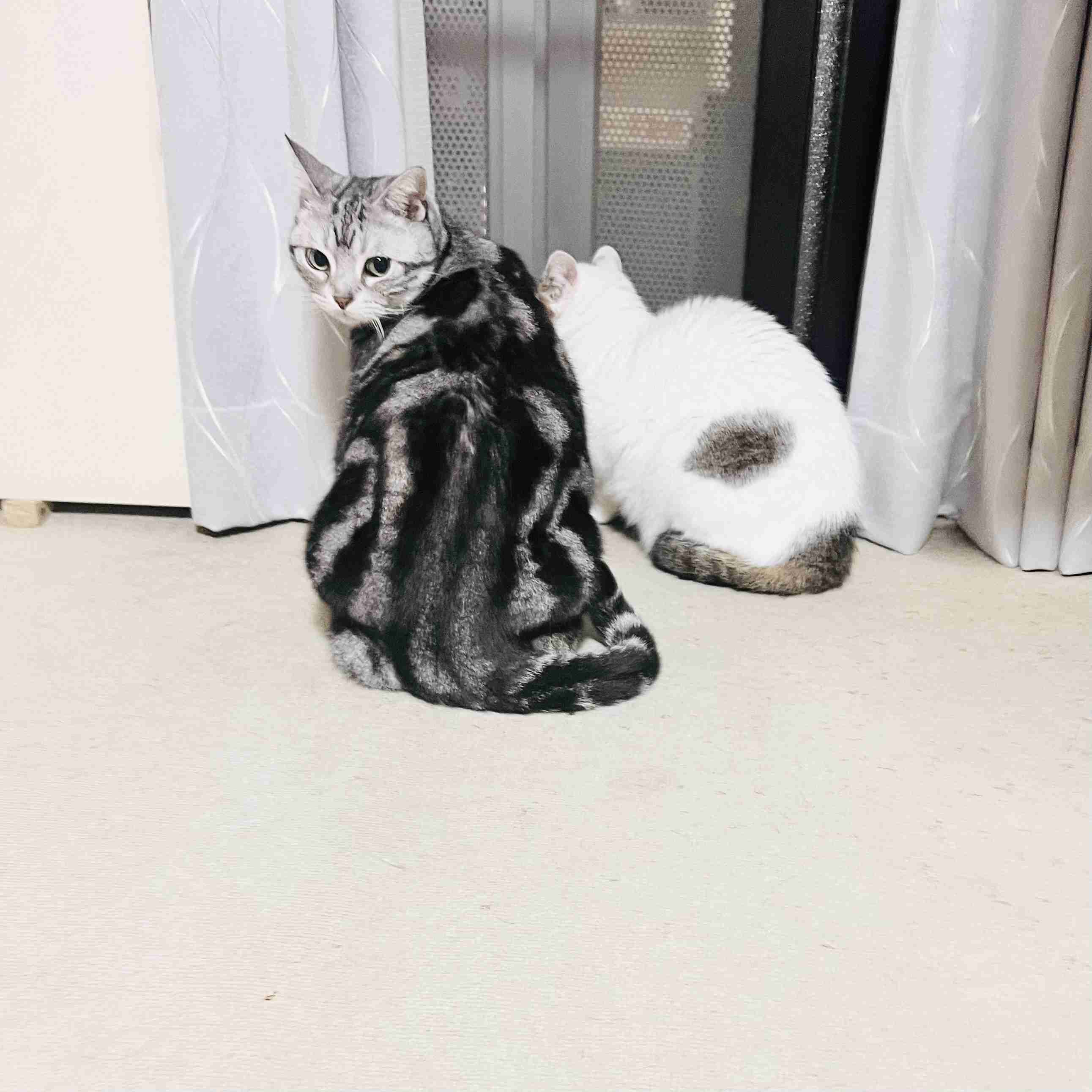 がるちゃん猫カフェ119号店開店しました♪(初めての方も大歓迎♪)