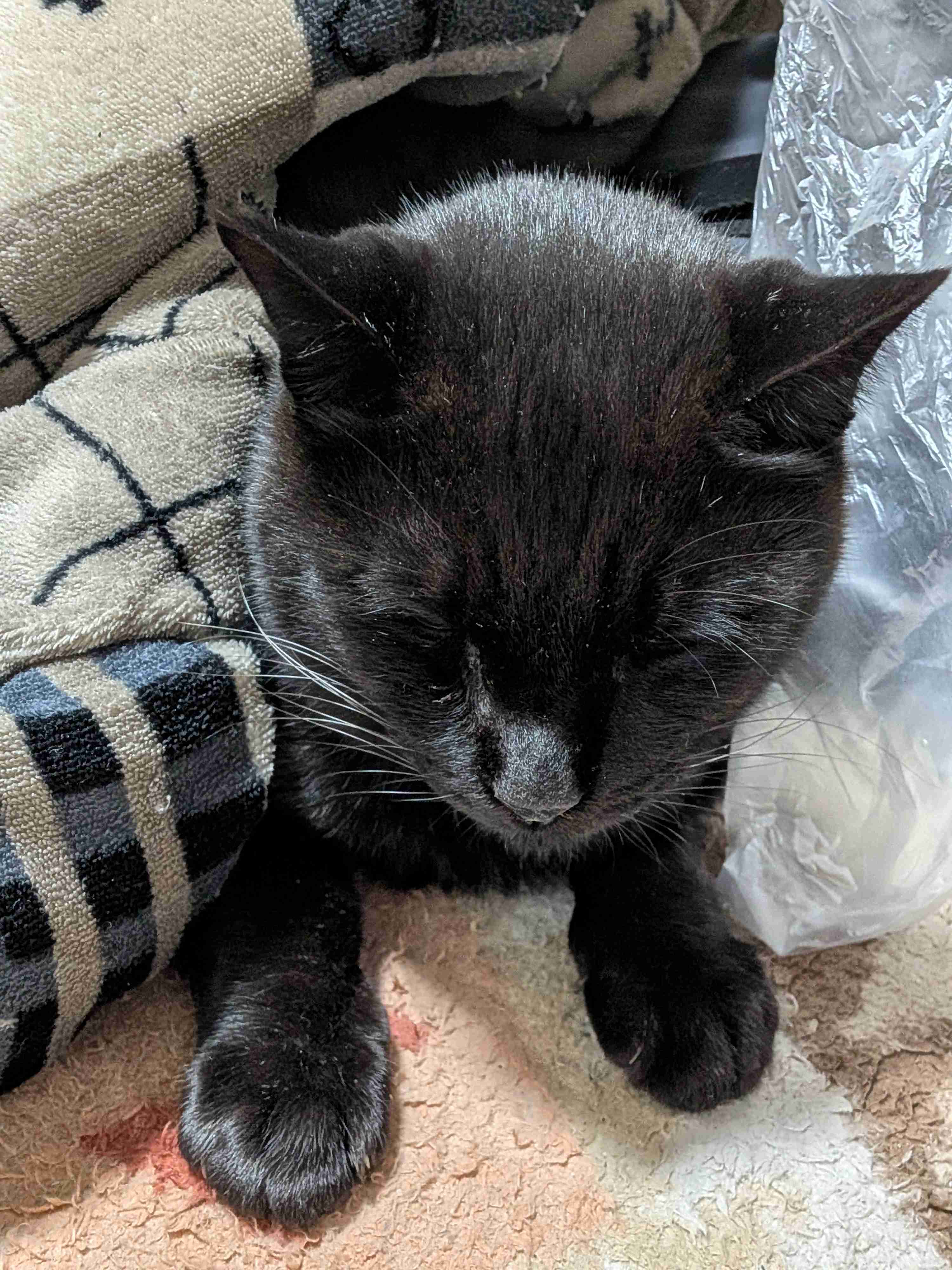 がるちゃん猫カフェ119号店開店しました♪(初めての方も大歓迎♪)