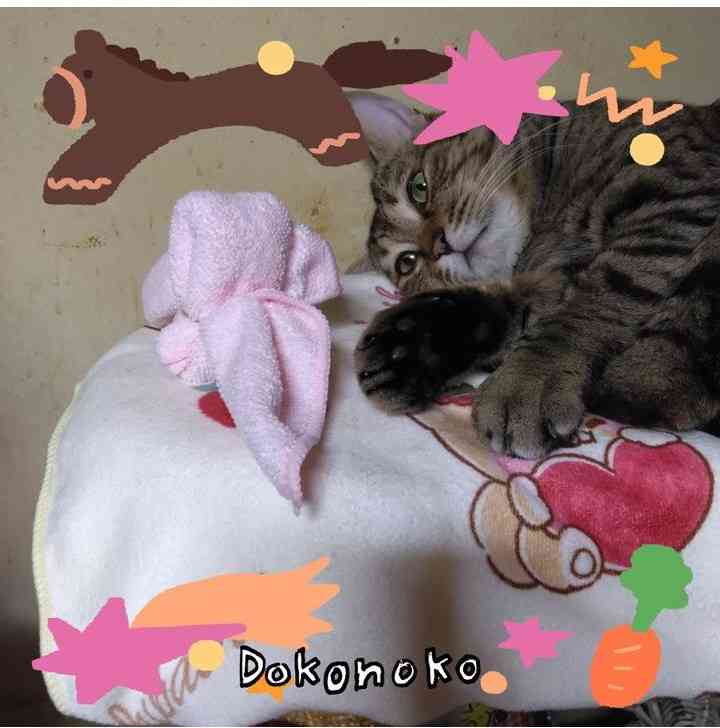 がるちゃん猫カフェ119号店開店しました♪(初めての方も大歓迎♪)