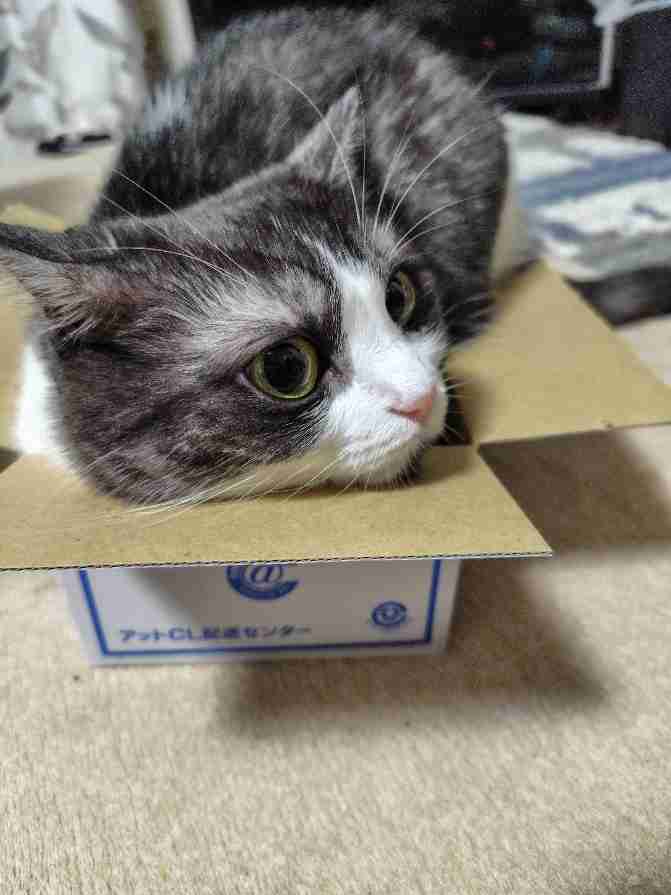 がるちゃん猫カフェ119号店開店しました♪(初めての方も大歓迎♪)