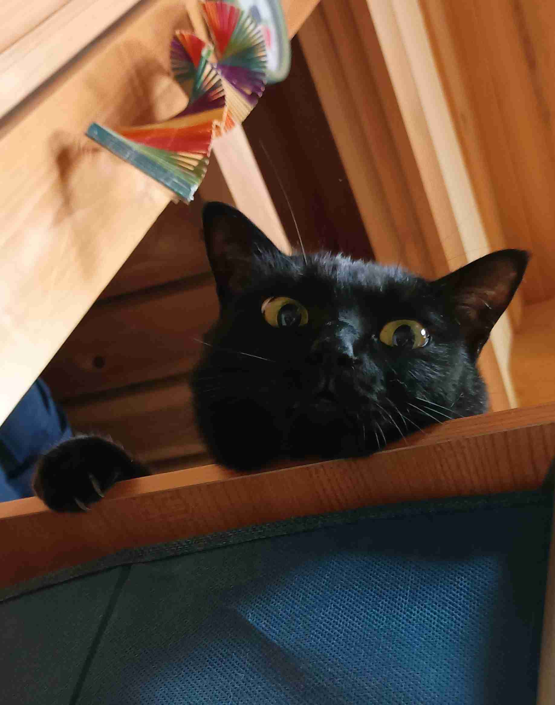がるちゃん猫カフェ119号店開店しました♪(初めての方も大歓迎♪)