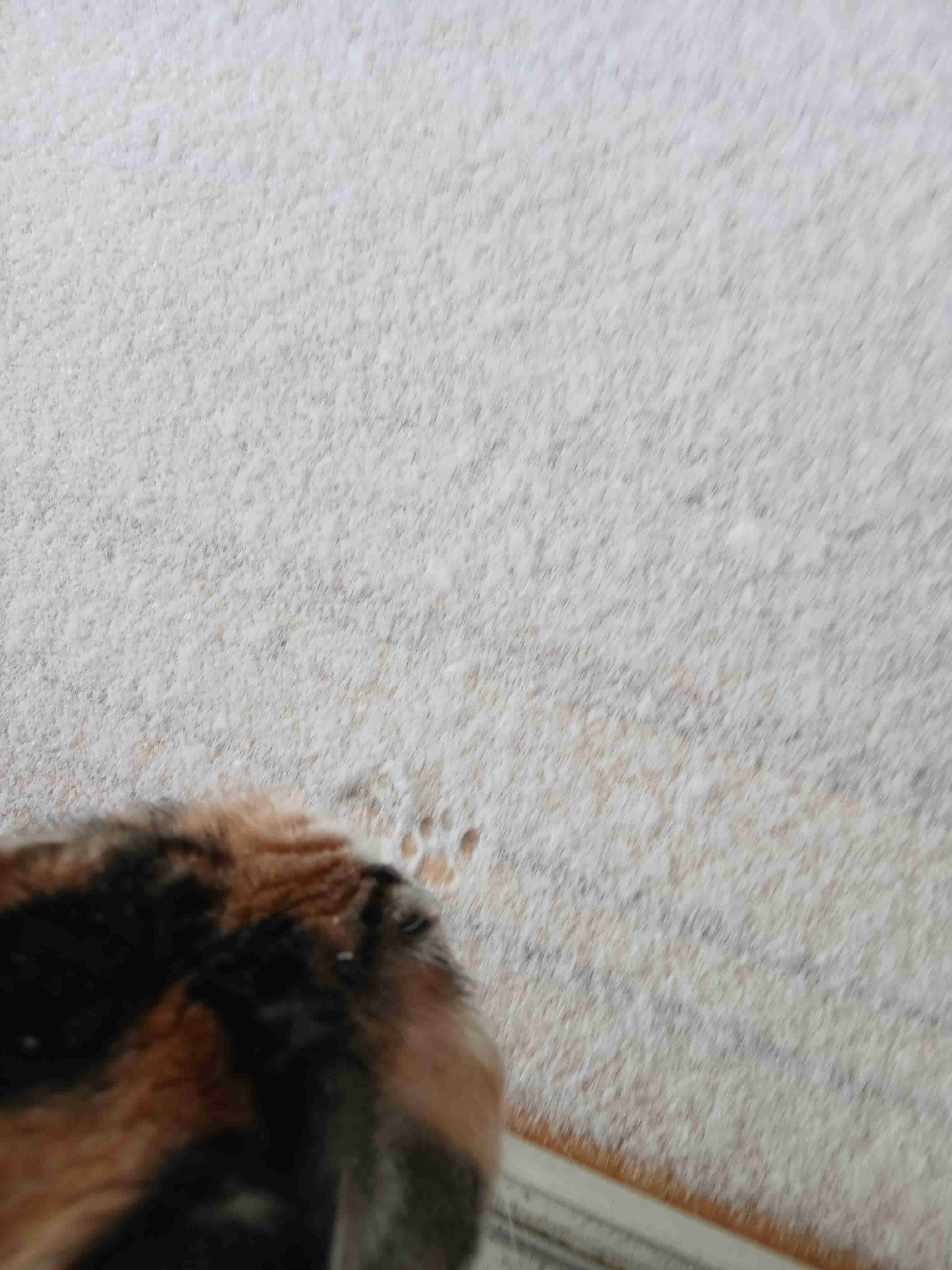 がるちゃん猫カフェ119号店開店しました♪(初めての方も大歓迎♪)