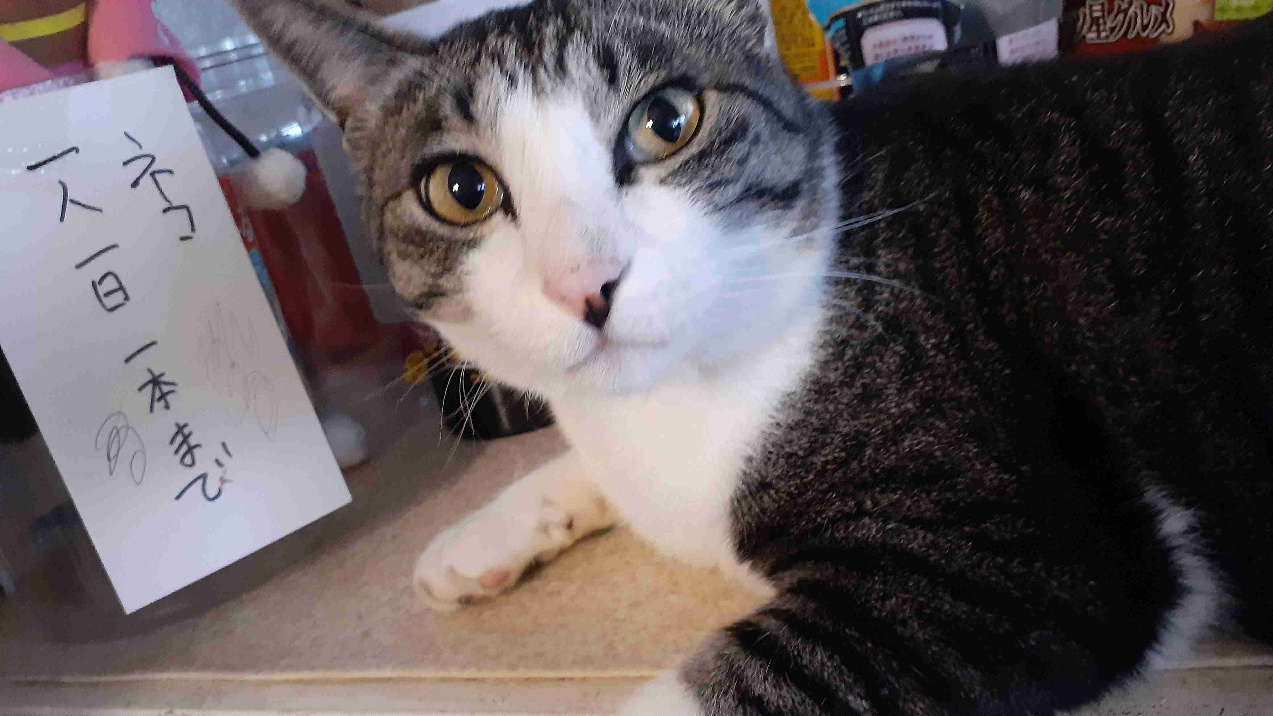 がるちゃん猫カフェ119号店開店しました♪(初めての方も大歓迎♪)