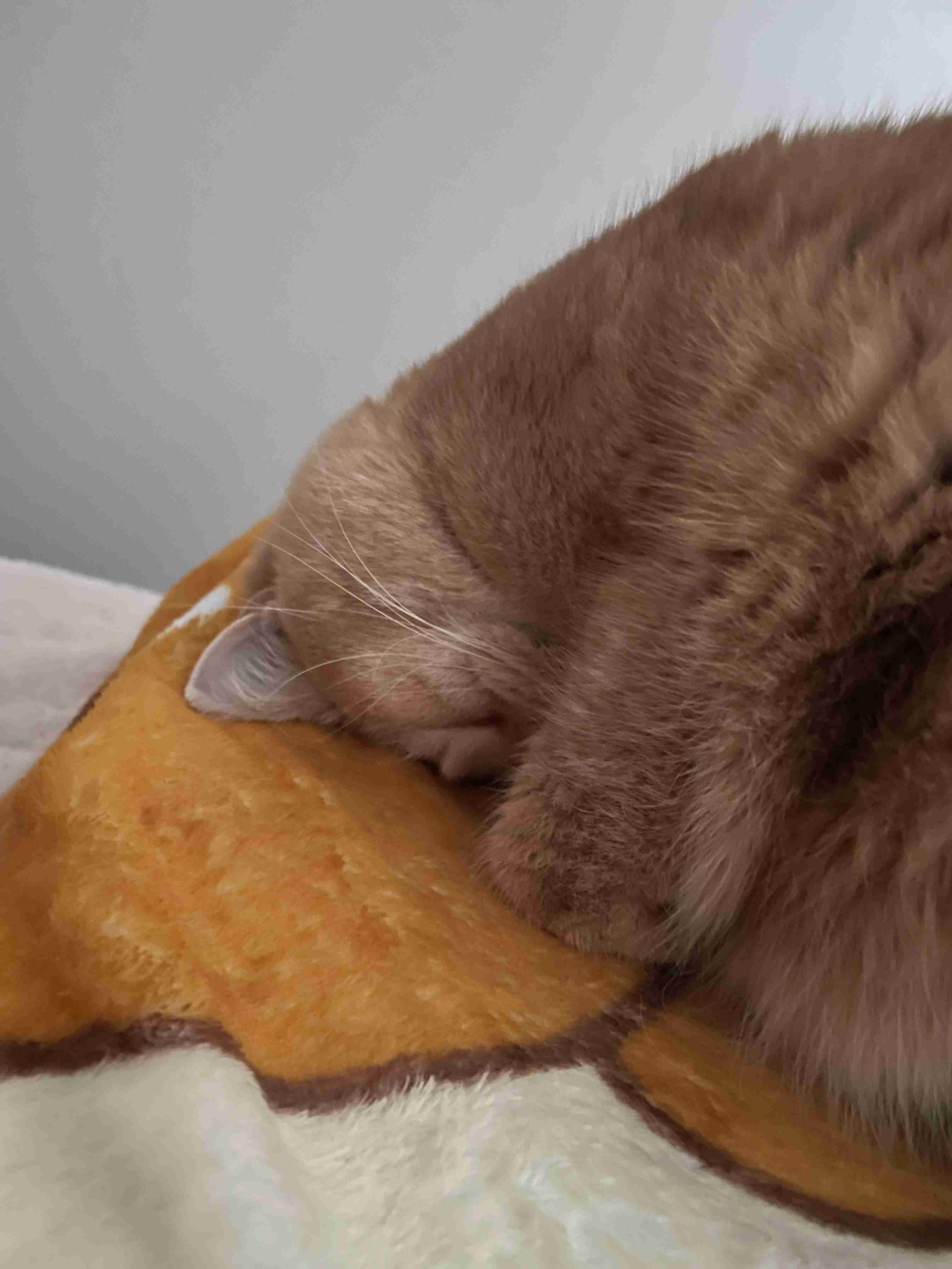 がるちゃん猫カフェ119号店開店しました♪(初めての方も大歓迎♪)