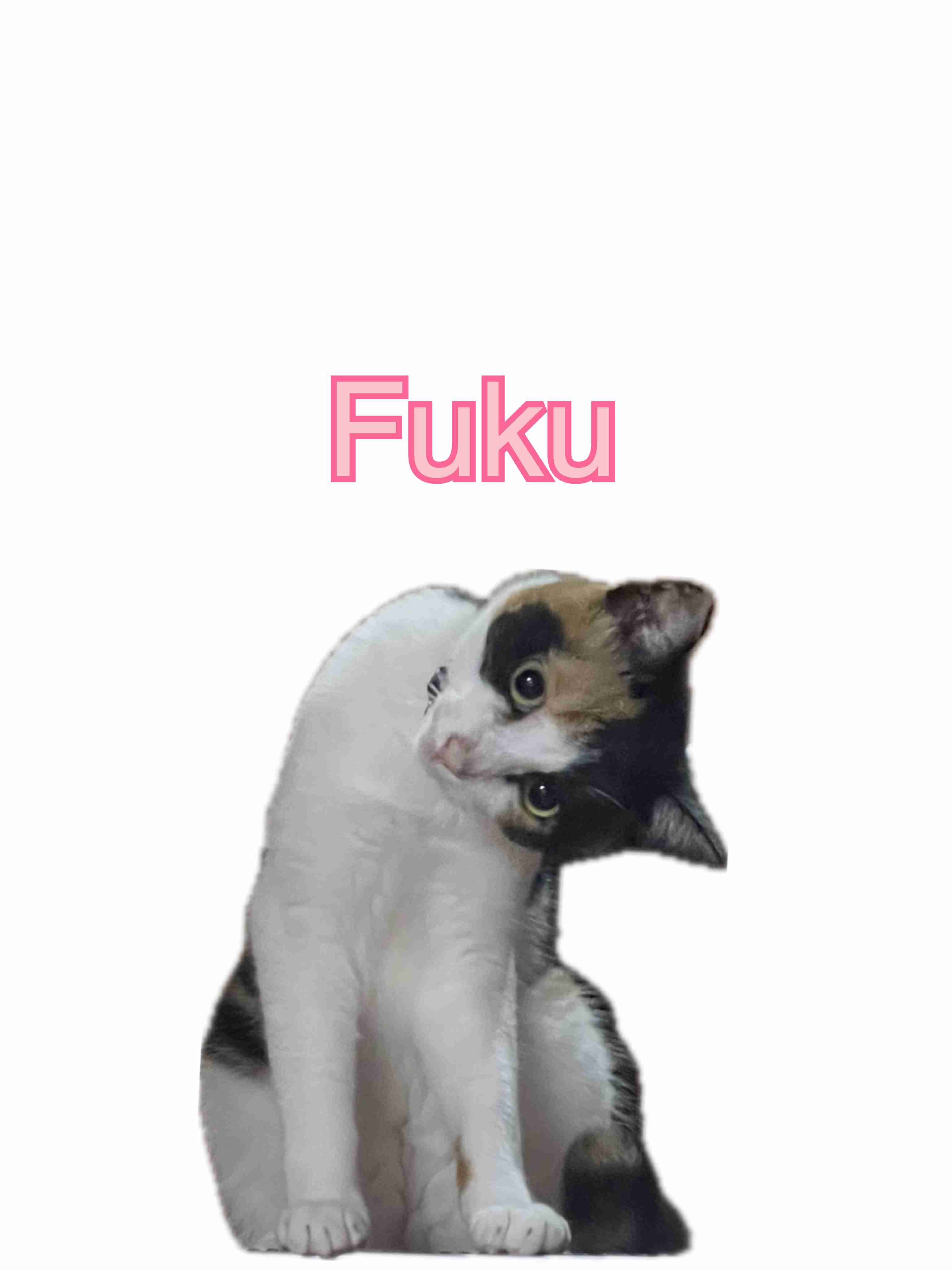 がるちゃん猫カフェ119号店開店しました♪(初めての方も大歓迎♪)