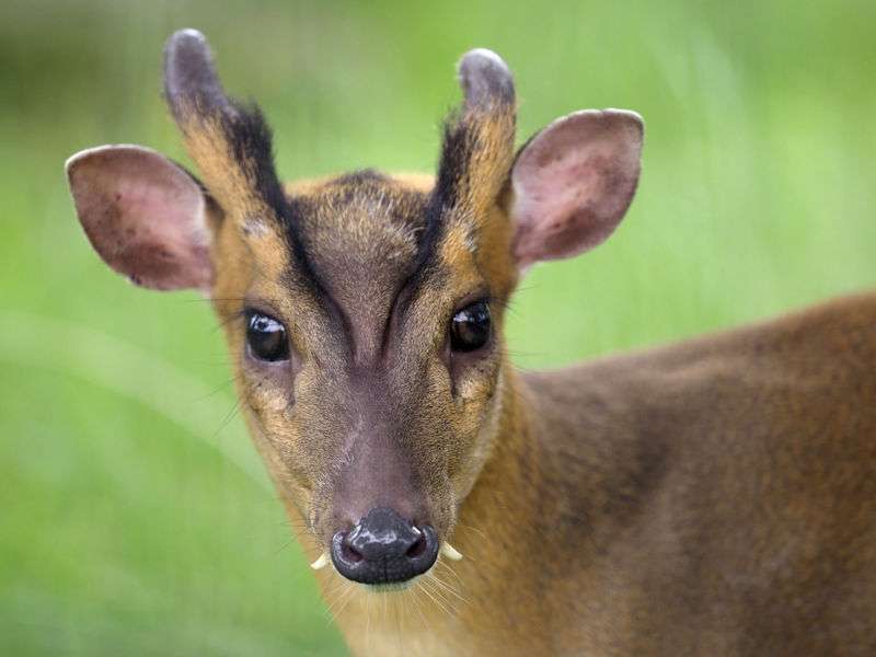 【祝・還暦】小泉今日子を語ろう