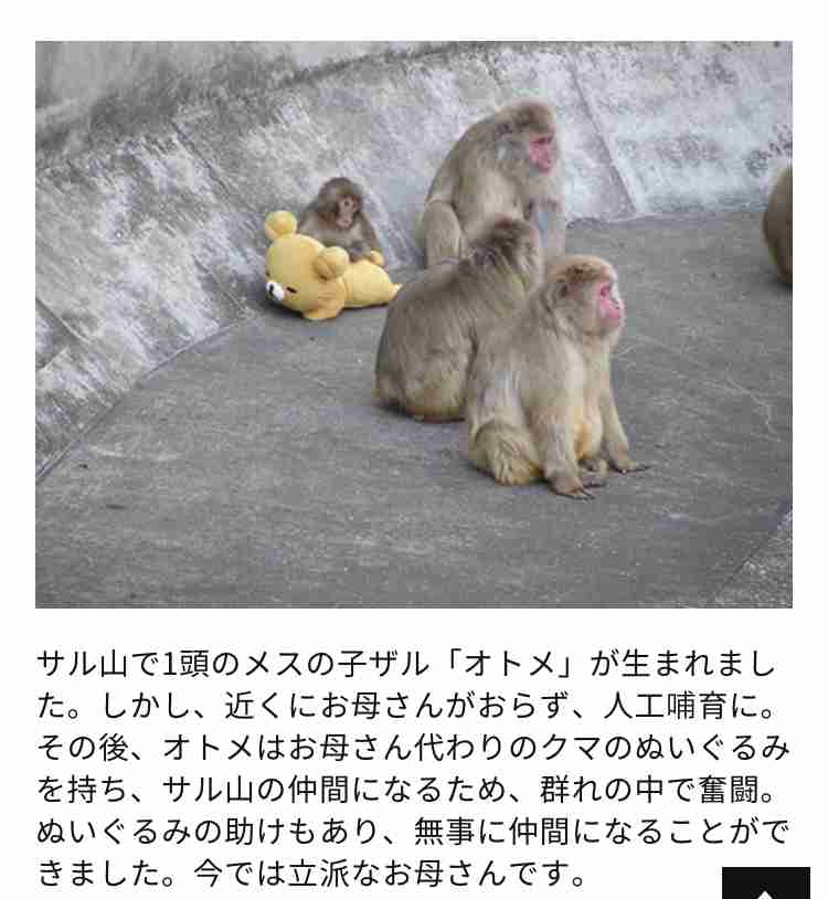 話題のニホンザル「パンチ」にいじめ? 動画拡散で市川動植物園が〝異例〟の声明 「攻撃ではなくコミュニケーション」