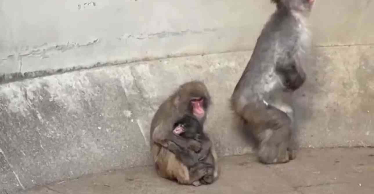話題のニホンザル「パンチ」にいじめ? 動画拡散で市川動植物園が〝異例〟の声明 「攻撃ではなくコミュニケーション」